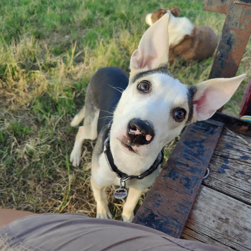 Jewel (the Bug Litter), Adoptable, Young Female Border Collie.