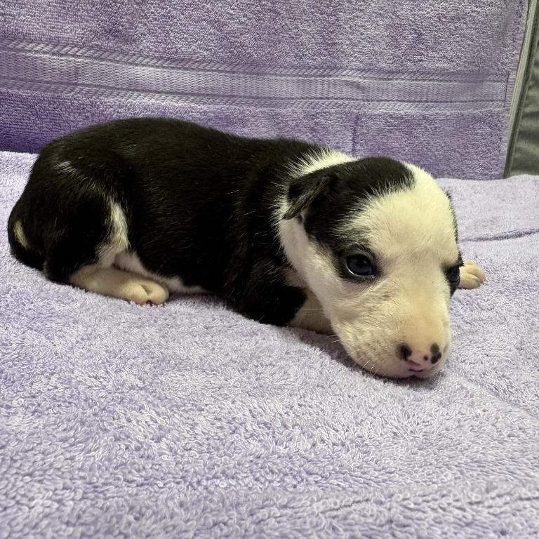 Enlarge Jewel (the Bug Litter), a Adoptable mixed breed in Cedar Creek, TX image 3/4