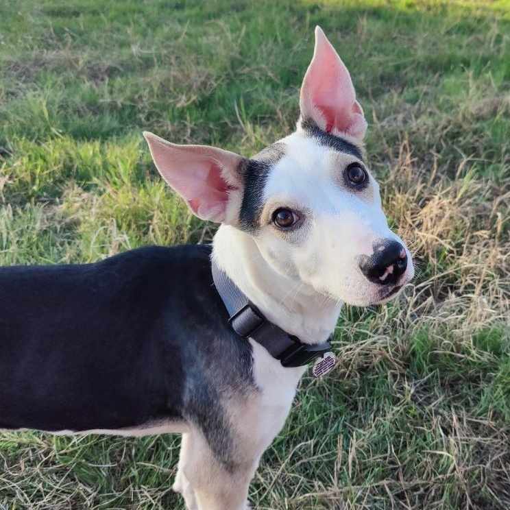 Enlarge Jewel (the Bug Litter), a Adoptable mixed breed in Springtown, TX image 4/6