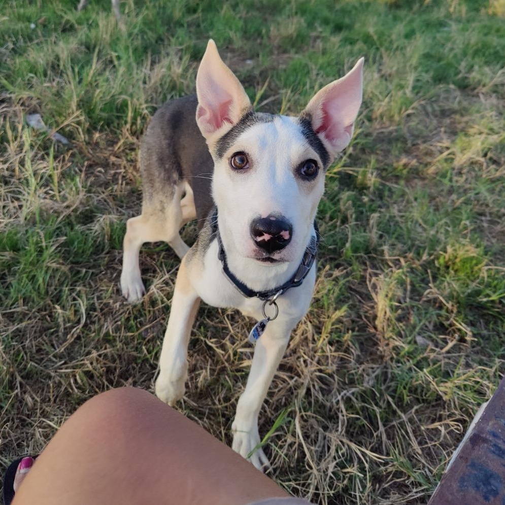 Enlarge Jewel (the Bug Litter), a Adoptable mixed breed in Springtown, TX image 3/6