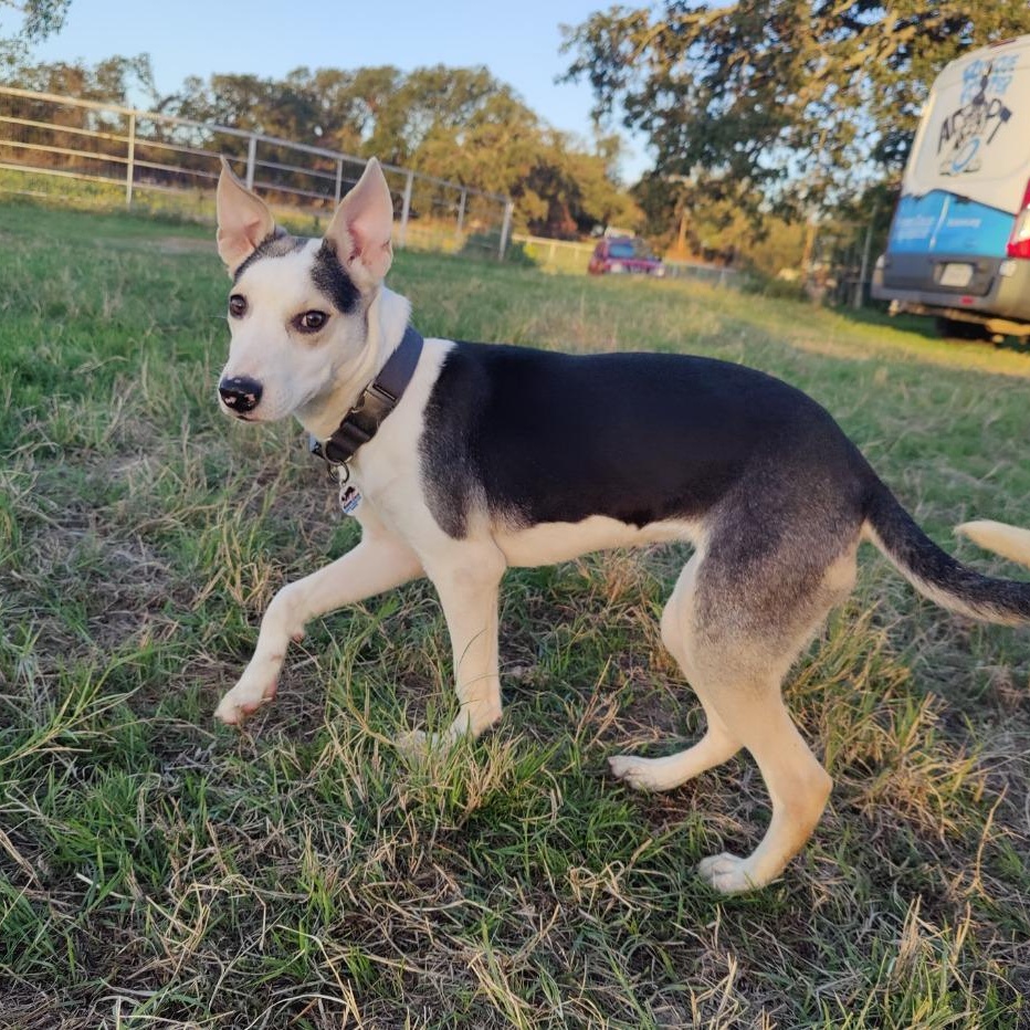 Enlarge Jewel (the Bug Litter), a Adoptable mixed breed in Springtown, TX image 2/6