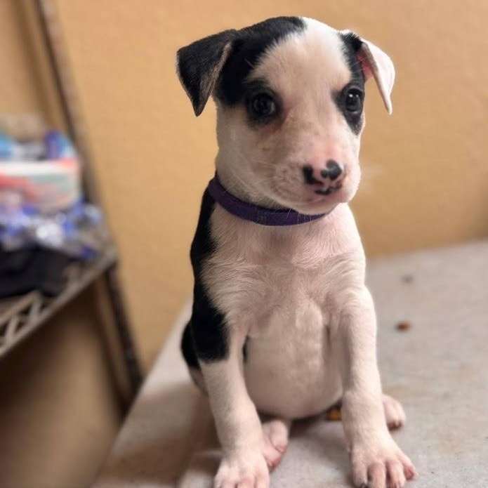 Jewel (the Bug Litter), Adoptable, Puppy Female Border Collie.