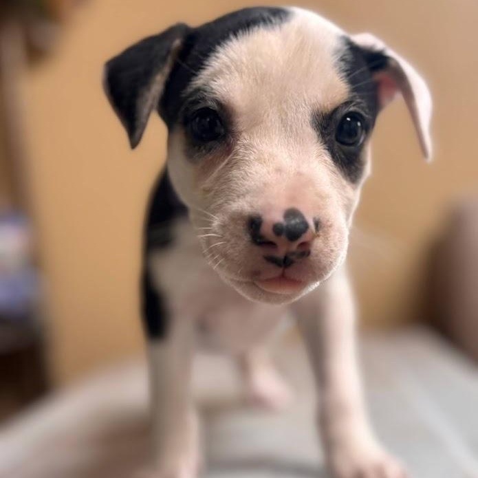 Enlarge Jewel (the Bug Litter), a Adoptable mixed breed in Cedar Creek, TX image 2/4