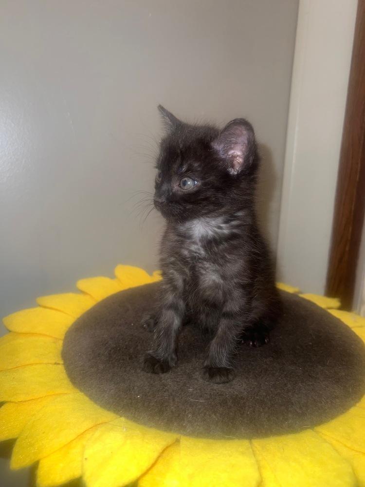 Nicola, Adopted, Kitten Female Domestic Long Hair.