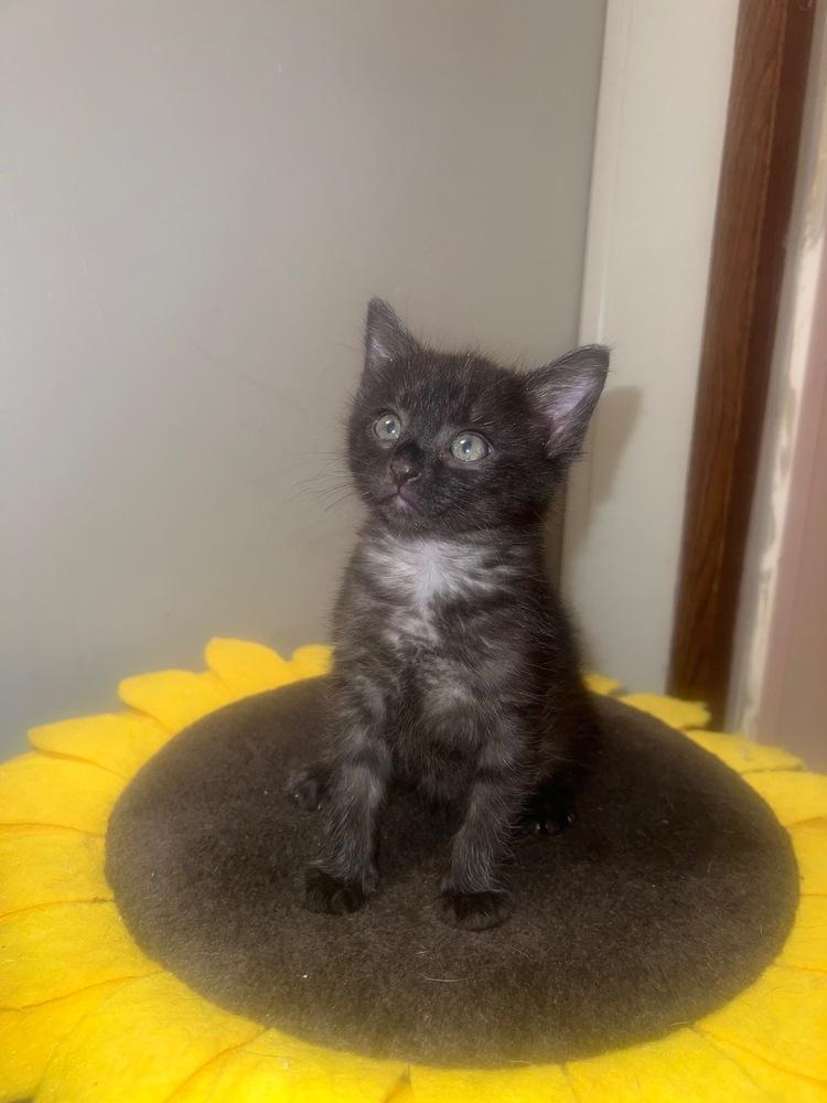 Nicola, a Adopted mixed breed in Wilmington, NC image 2/2