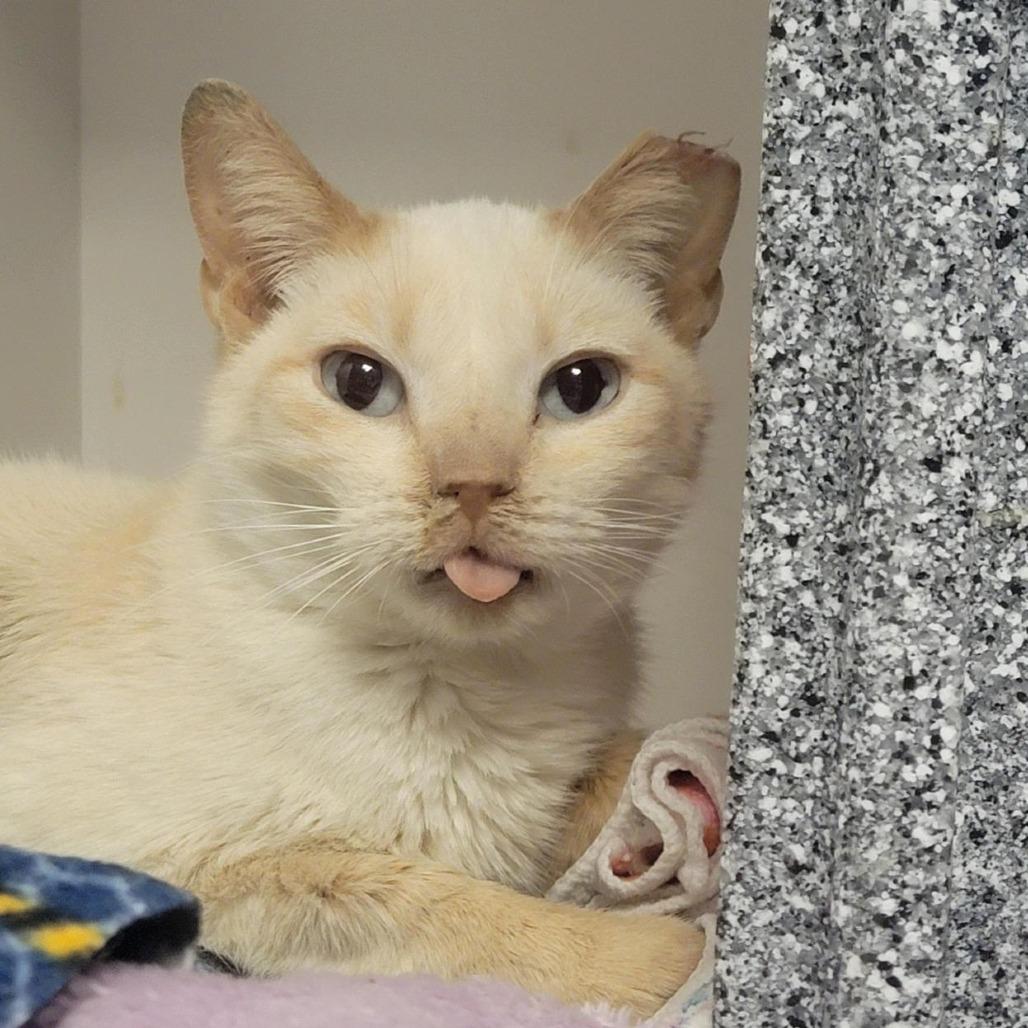Persimmon, Adoptable, Senior Female Domestic Short Hair.