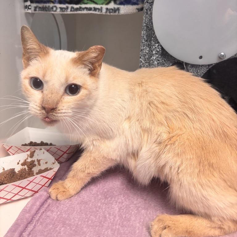 Persimmon, a Adoptable Domestic Short Hair in Salt Lake City, UT image 2/3
