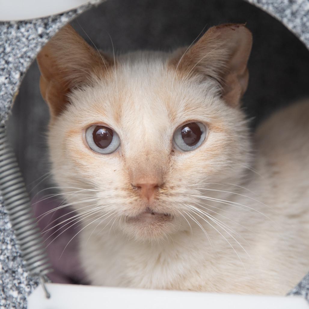 Persimmon, a Adoptable Domestic Short Hair in Salt Lake City, UT image 3/3