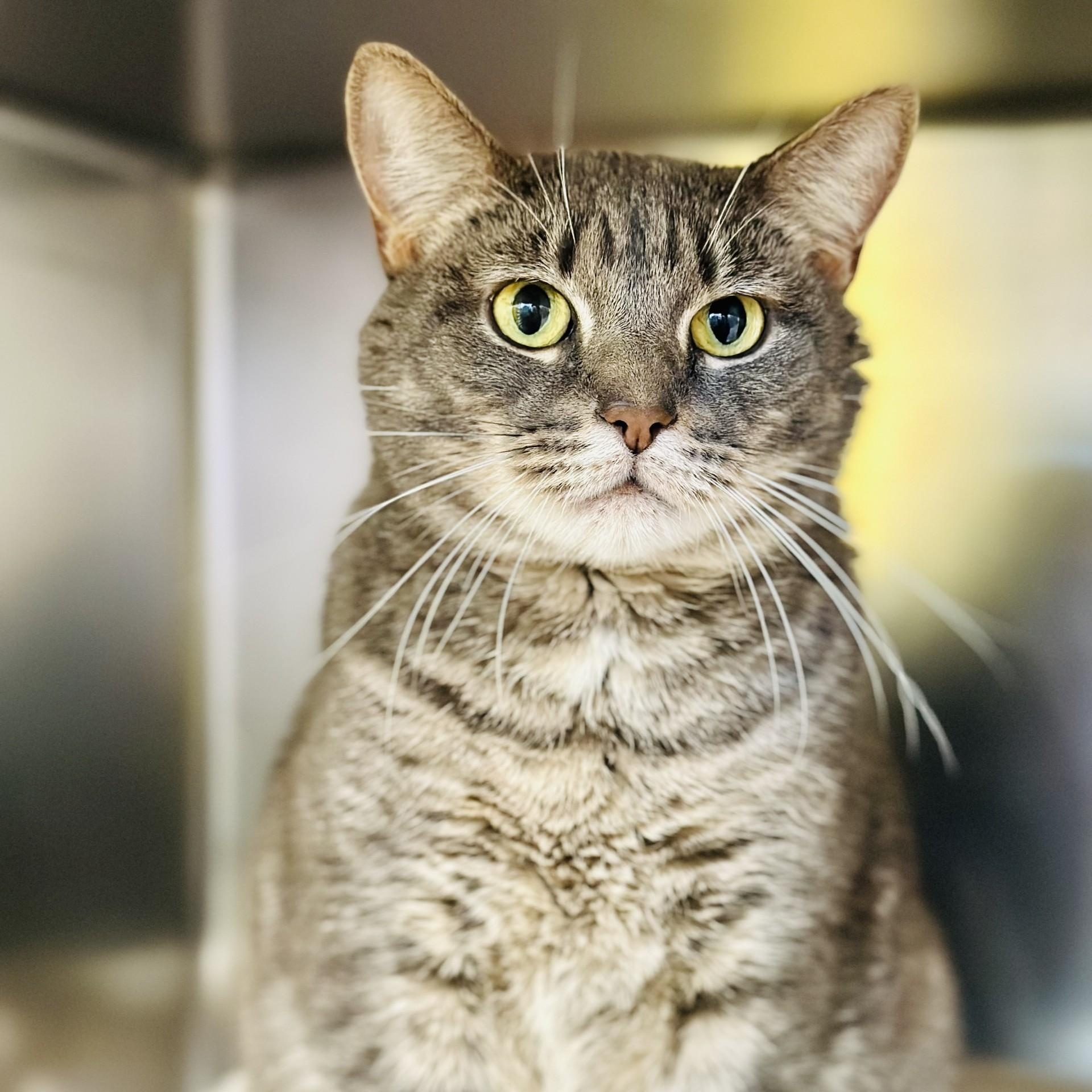 Enlarge Mr. Sarge , a ADOPTABLE Domestic Short Hair in Jackson, NJ image 1/2