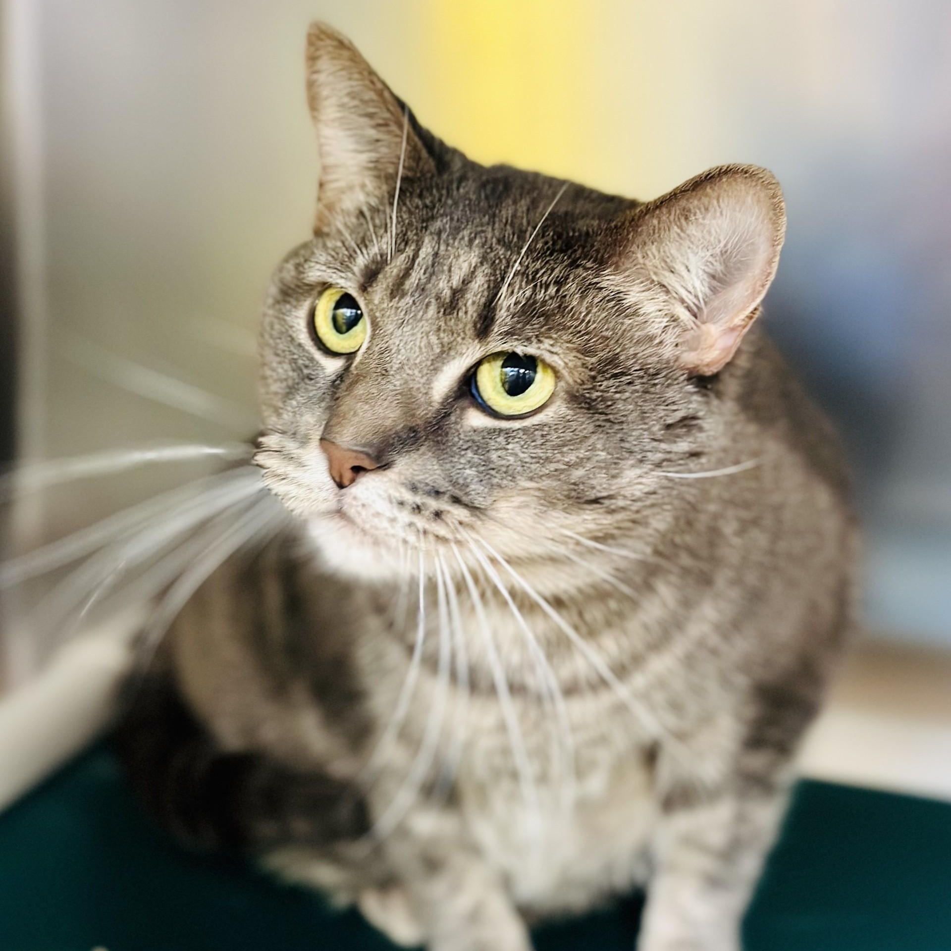 Enlarge Mr. Sarge , a ADOPTABLE Domestic Short Hair in Jackson, NJ image 2/2