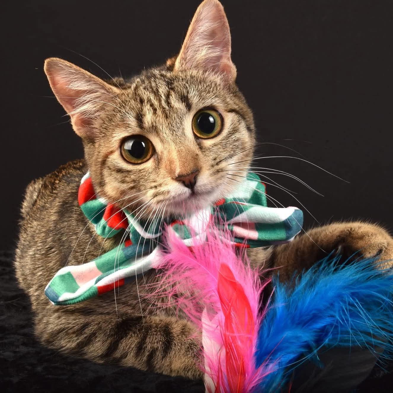 Wrenn, Adoptable, Young Female Tabby.