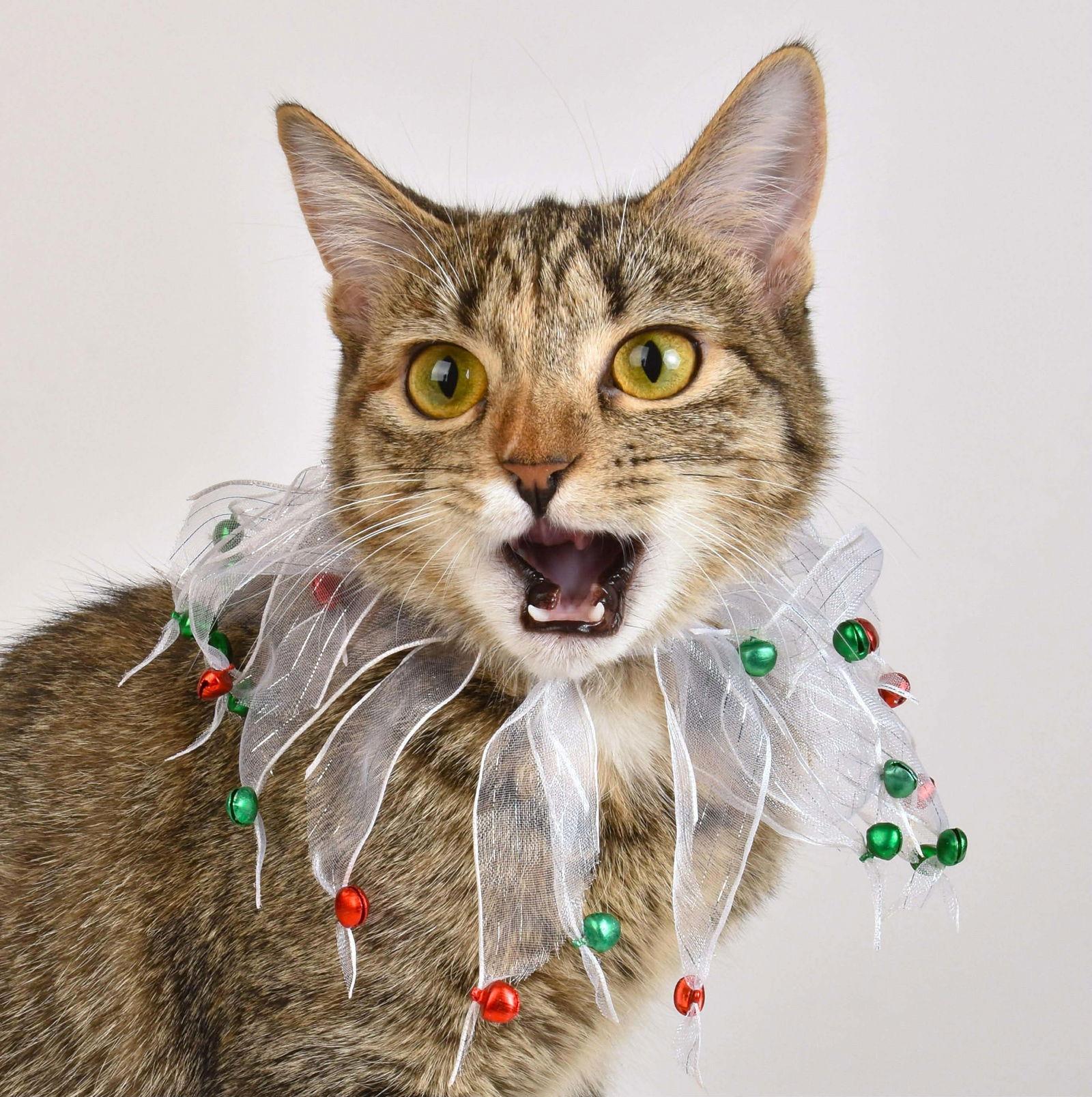Enlarge Wrenn, a Adoptable Tabby in Roxboro, NC image 3/3