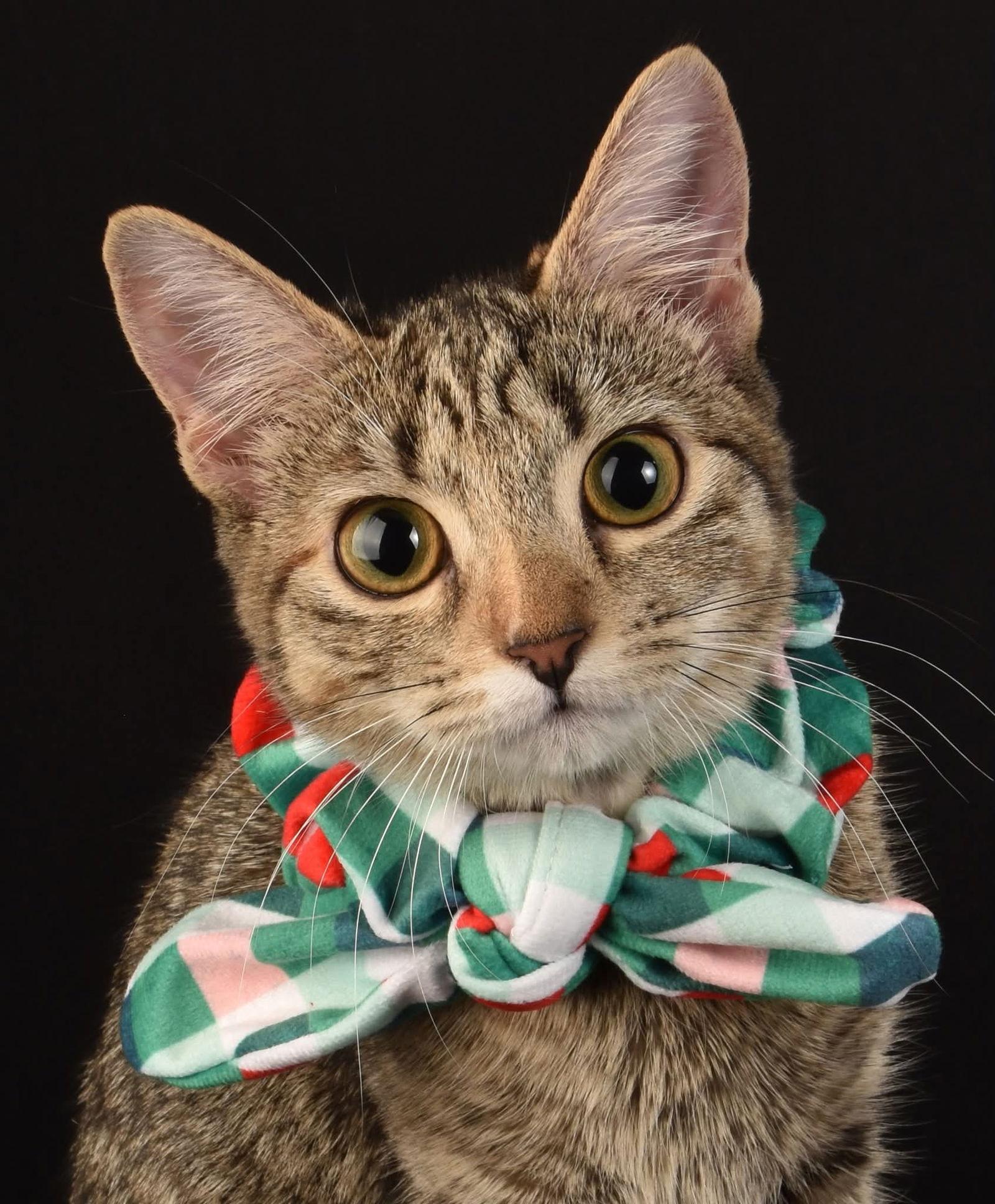 Enlarge Wrenn, a Adoptable Tabby in Roxboro, NC image 3/3