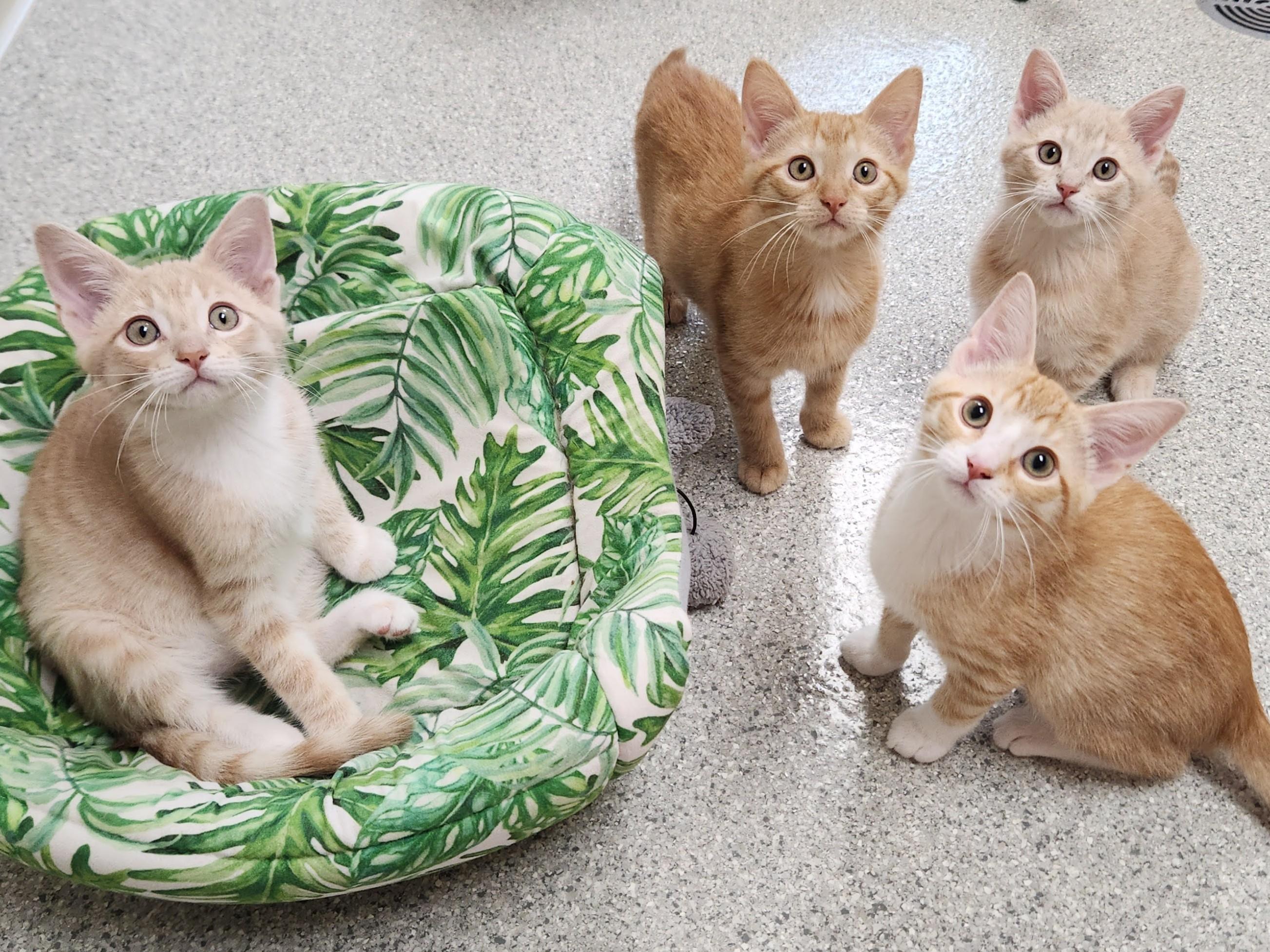 Enlarge John, a Adoptable Domestic Short Hair in Marshfield, WI image 5/6