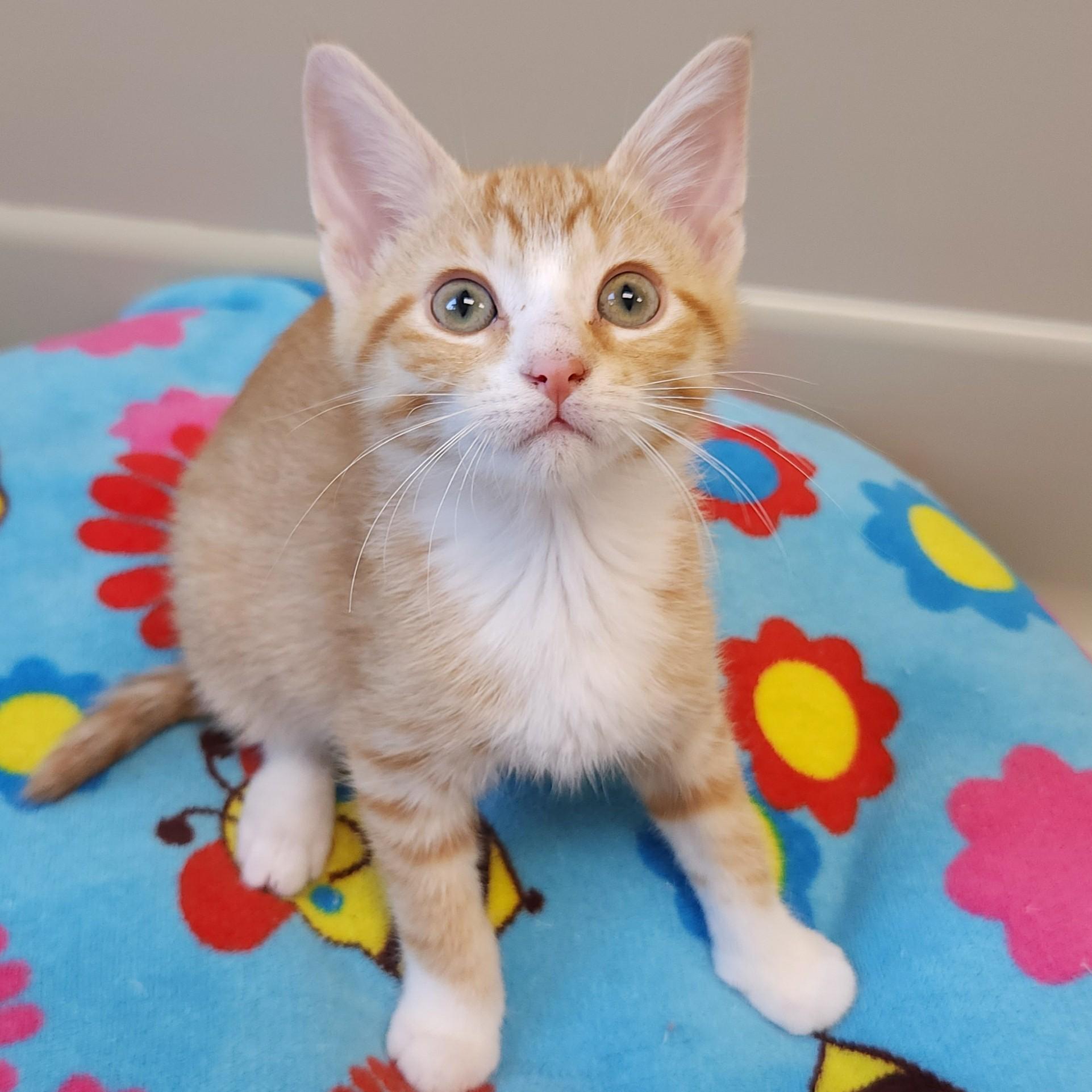 Enlarge John, a Adoptable Domestic Short Hair in Marshfield, WI image 3/6