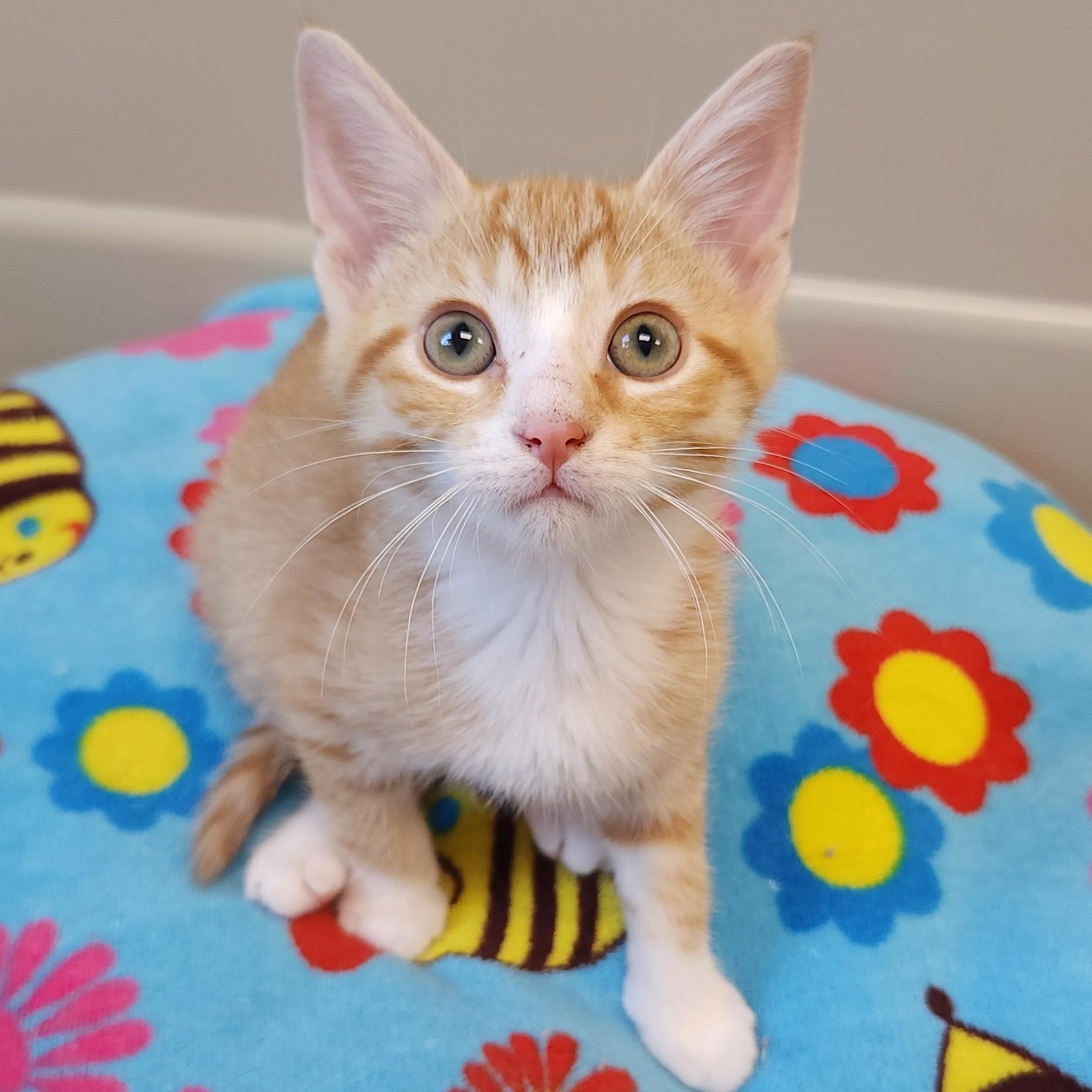 Enlarge John, a Adoptable Domestic Short Hair in Marshfield, WI image 1/6