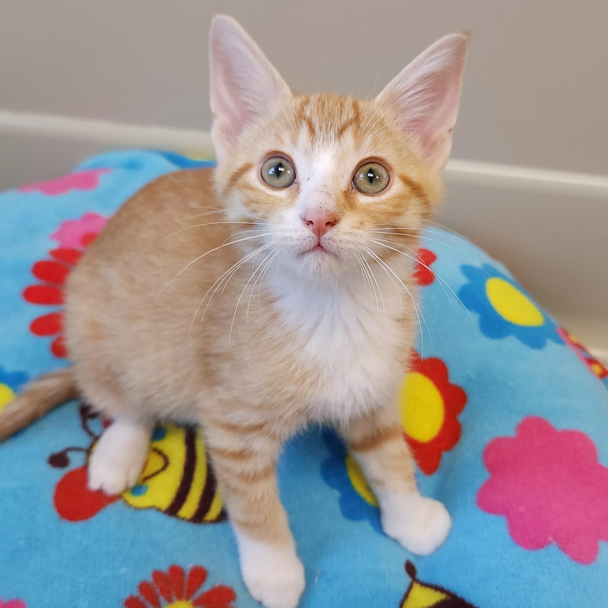 Enlarge John, a Adoptable Domestic Short Hair in Marshfield, WI image 2/6