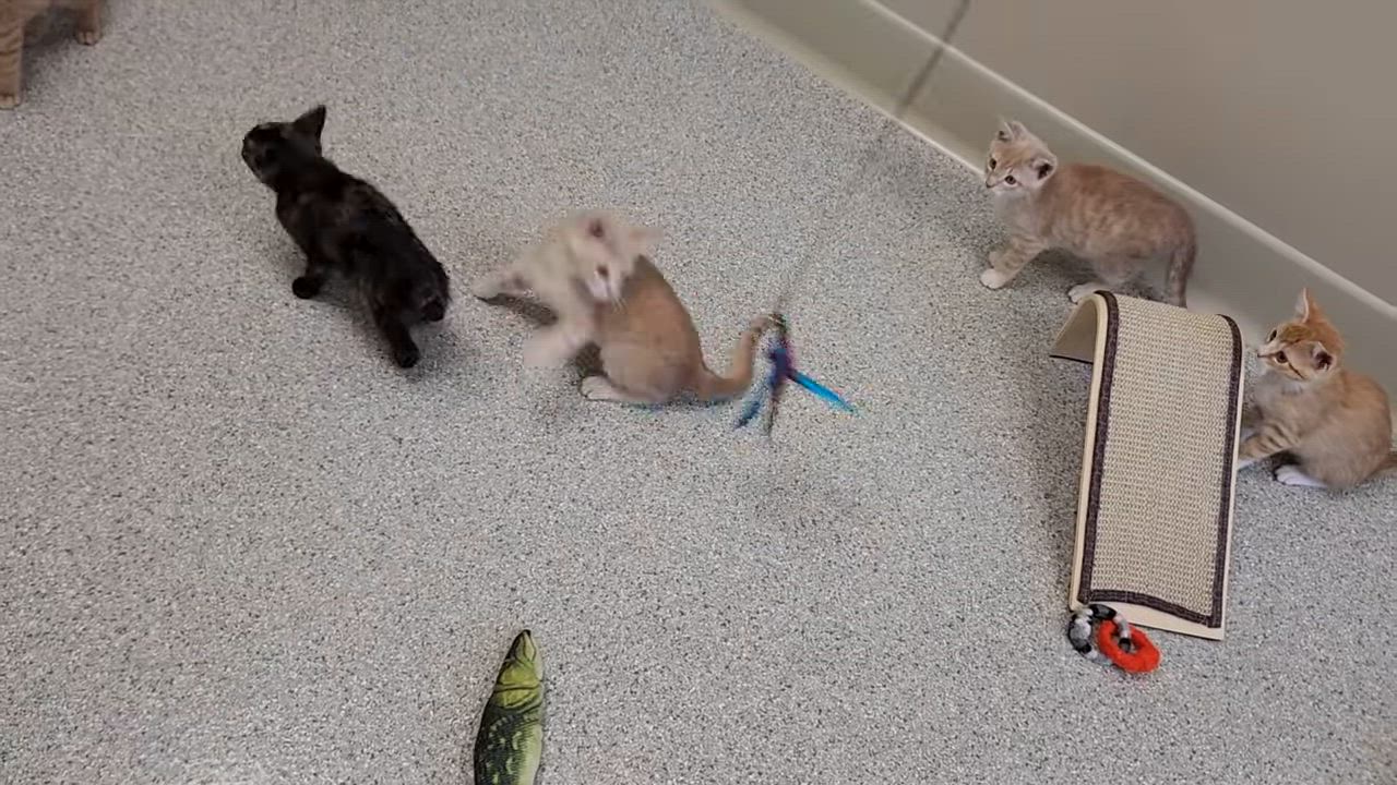 Enlarge John, a Adoptable Domestic Short Hair in Marshfield, WI video 6/6