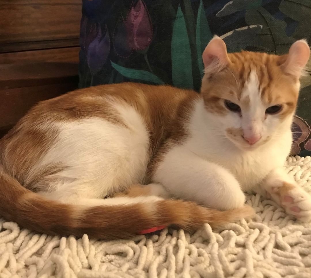 Enlarge Sunny, a Adoptable American Shorthair in RIVERSIDE, CA image 1/1