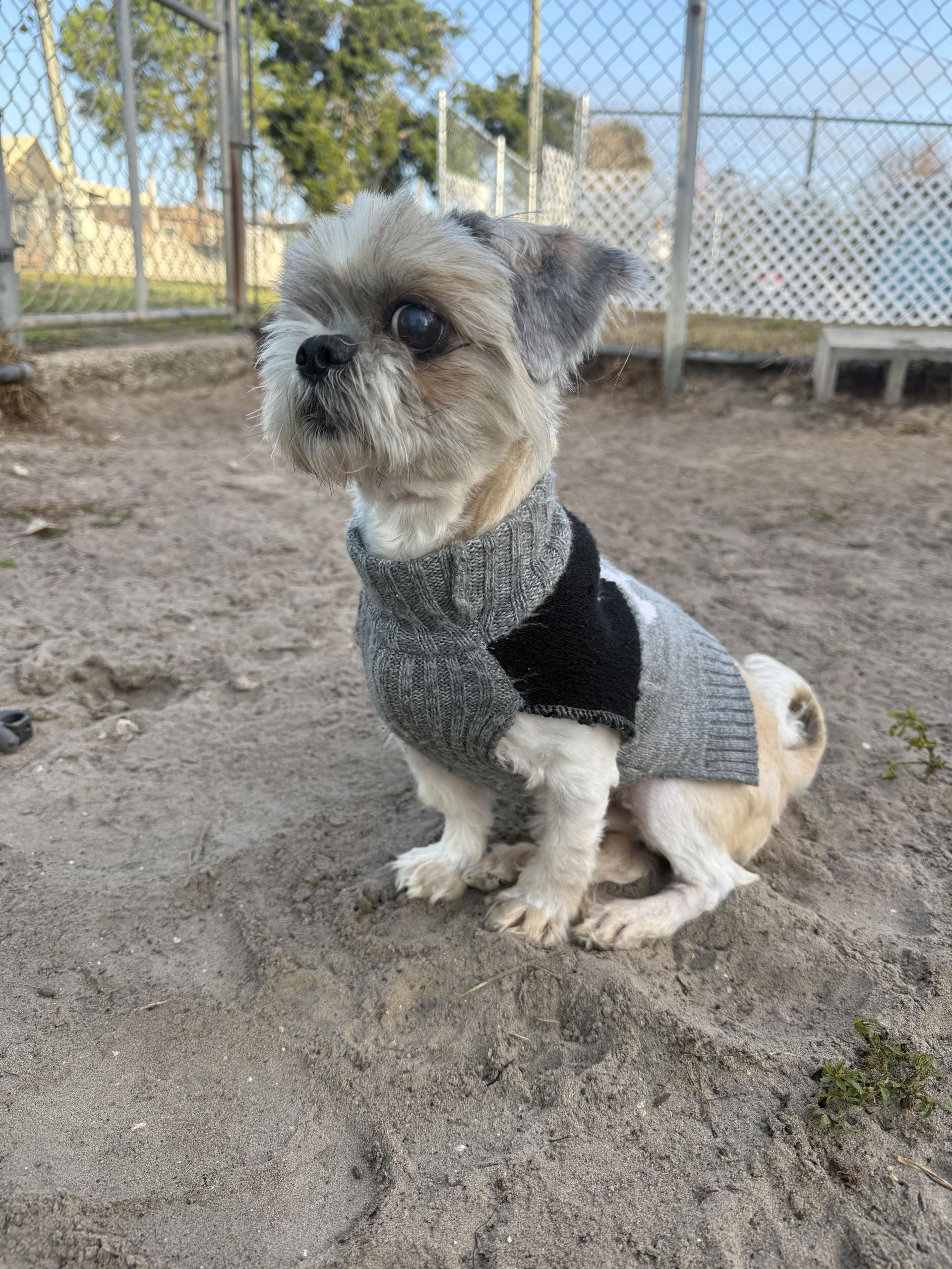 McGucket, a ADOPTABLE mixed breed in New Port Richey, FL image 3/6