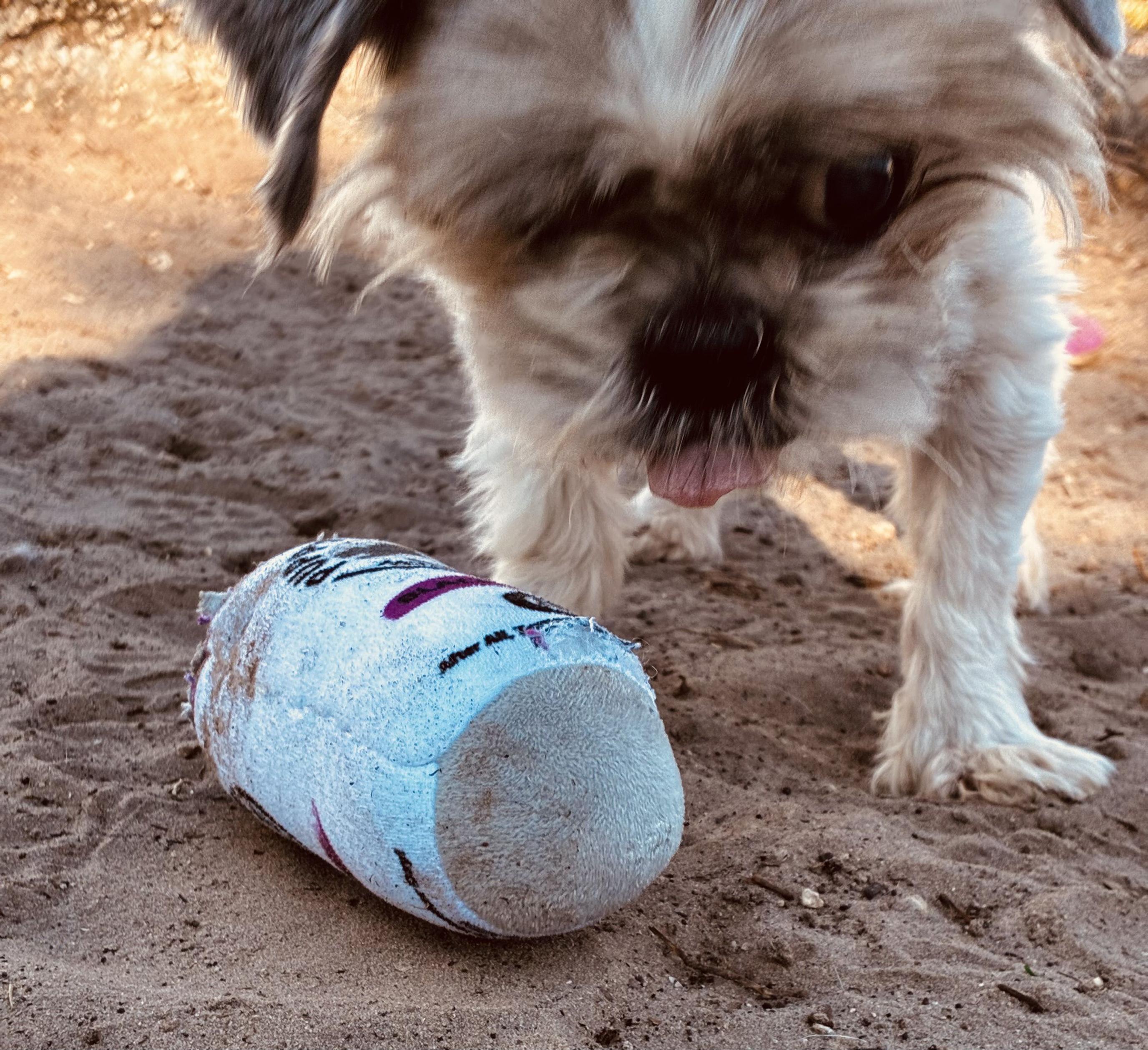 McGucket, a ADOPTABLE mixed breed in New Port Richey, FL image 6/6