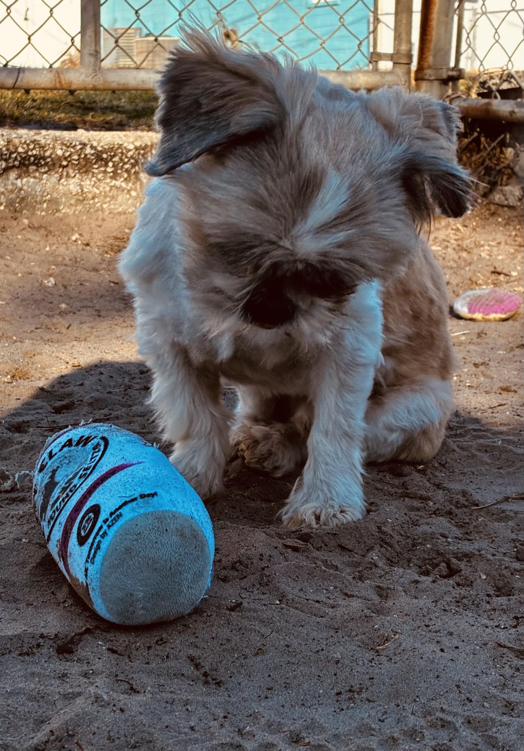 McGucket, a ADOPTABLE mixed breed in New Port Richey, FL image 2/6