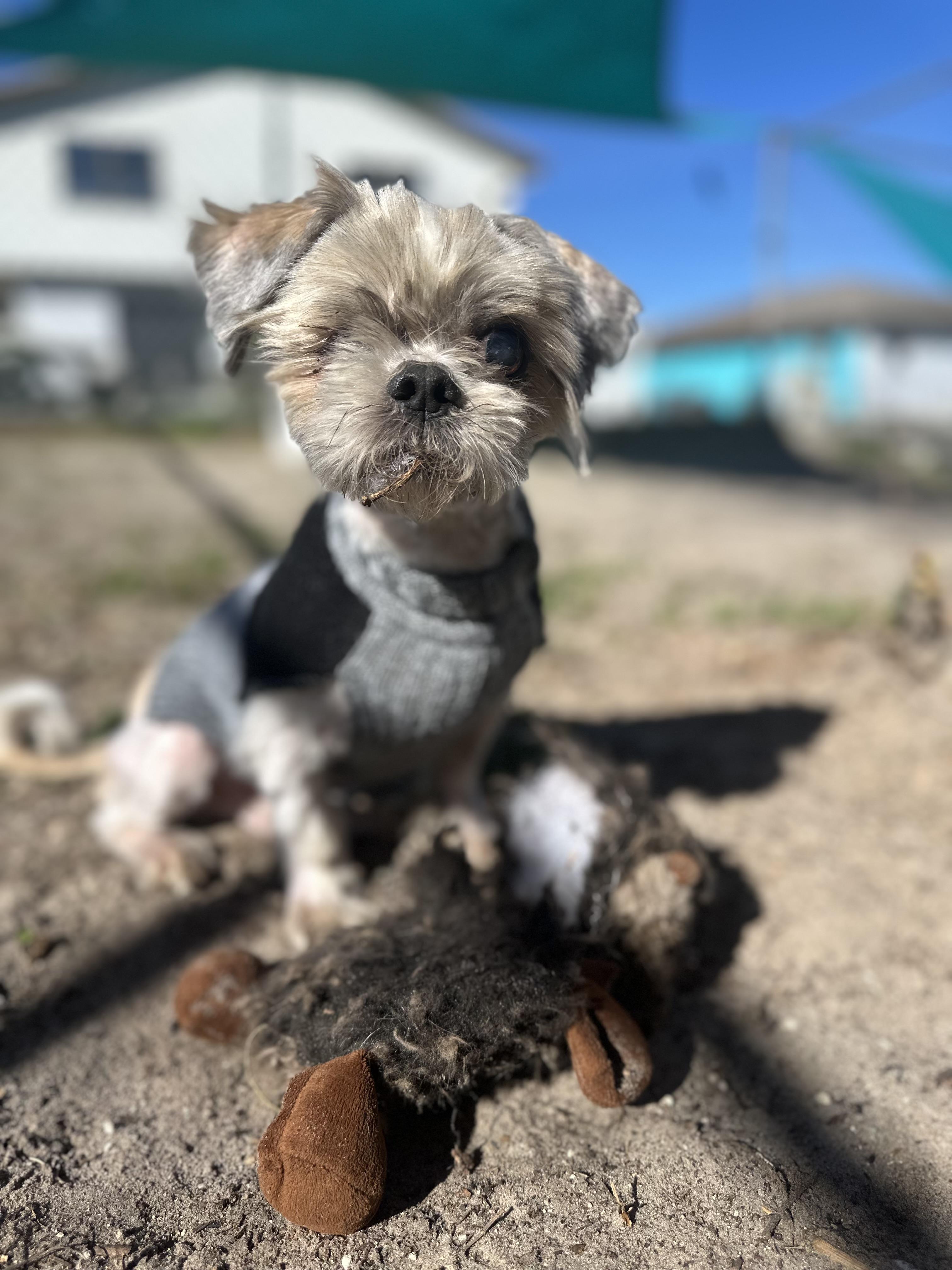 McGucket, ADOPTABLE, Adult Male Shih Tzu.