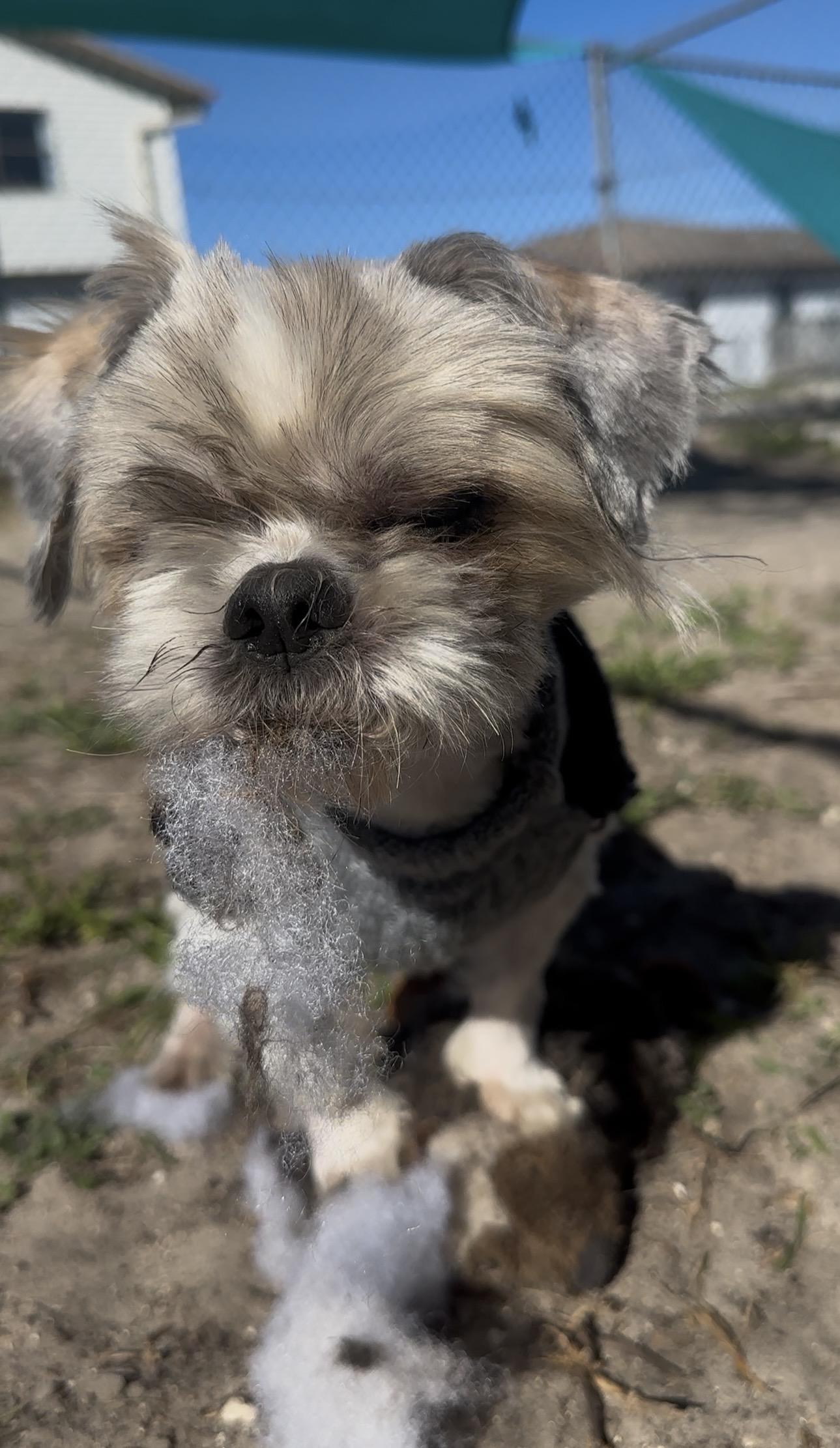 McGucket, a ADOPTABLE mixed breed in New Port Richey, FL image 4/6