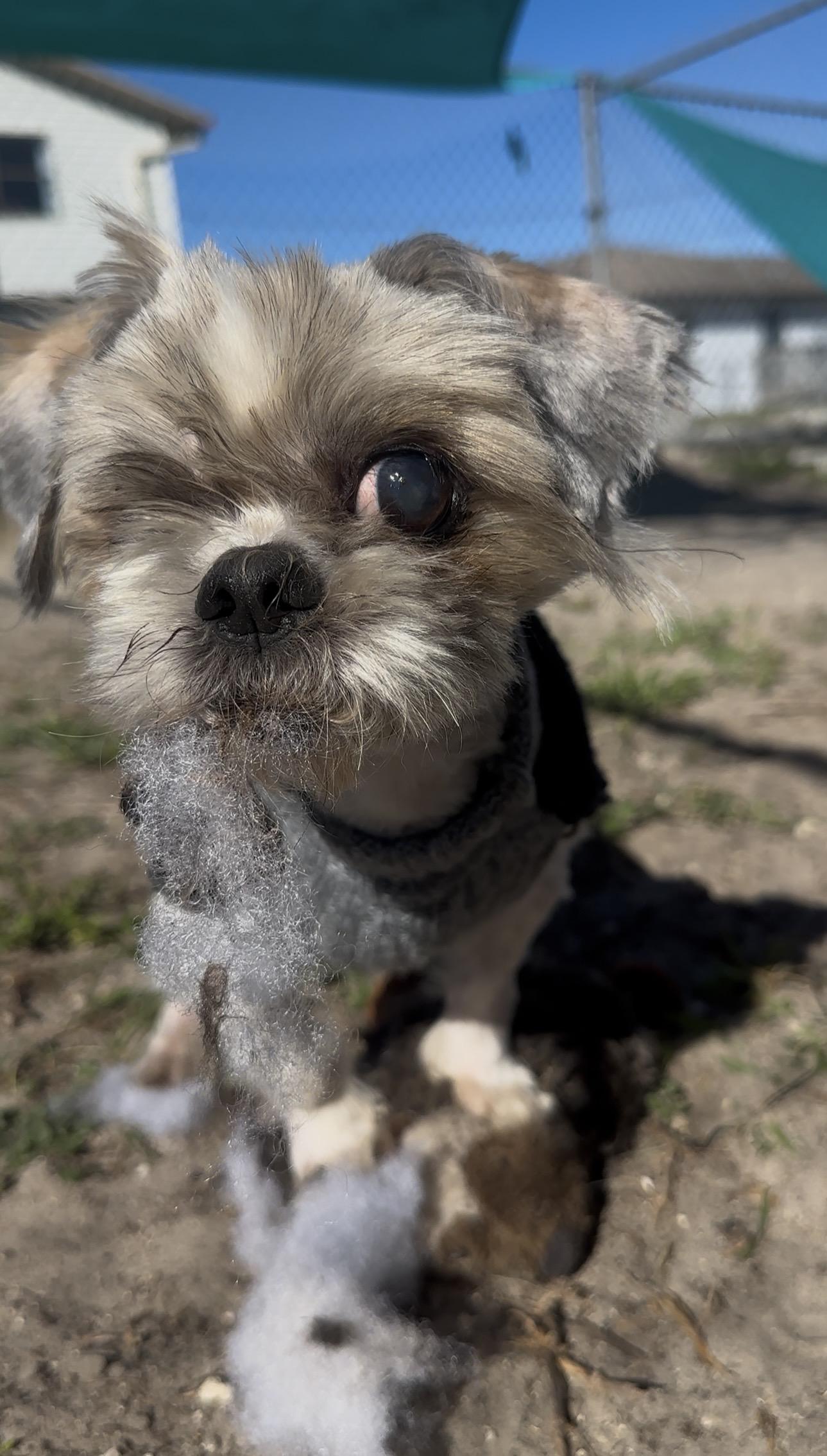 McGucket, a ADOPTABLE mixed breed in New Port Richey, FL image 5/6