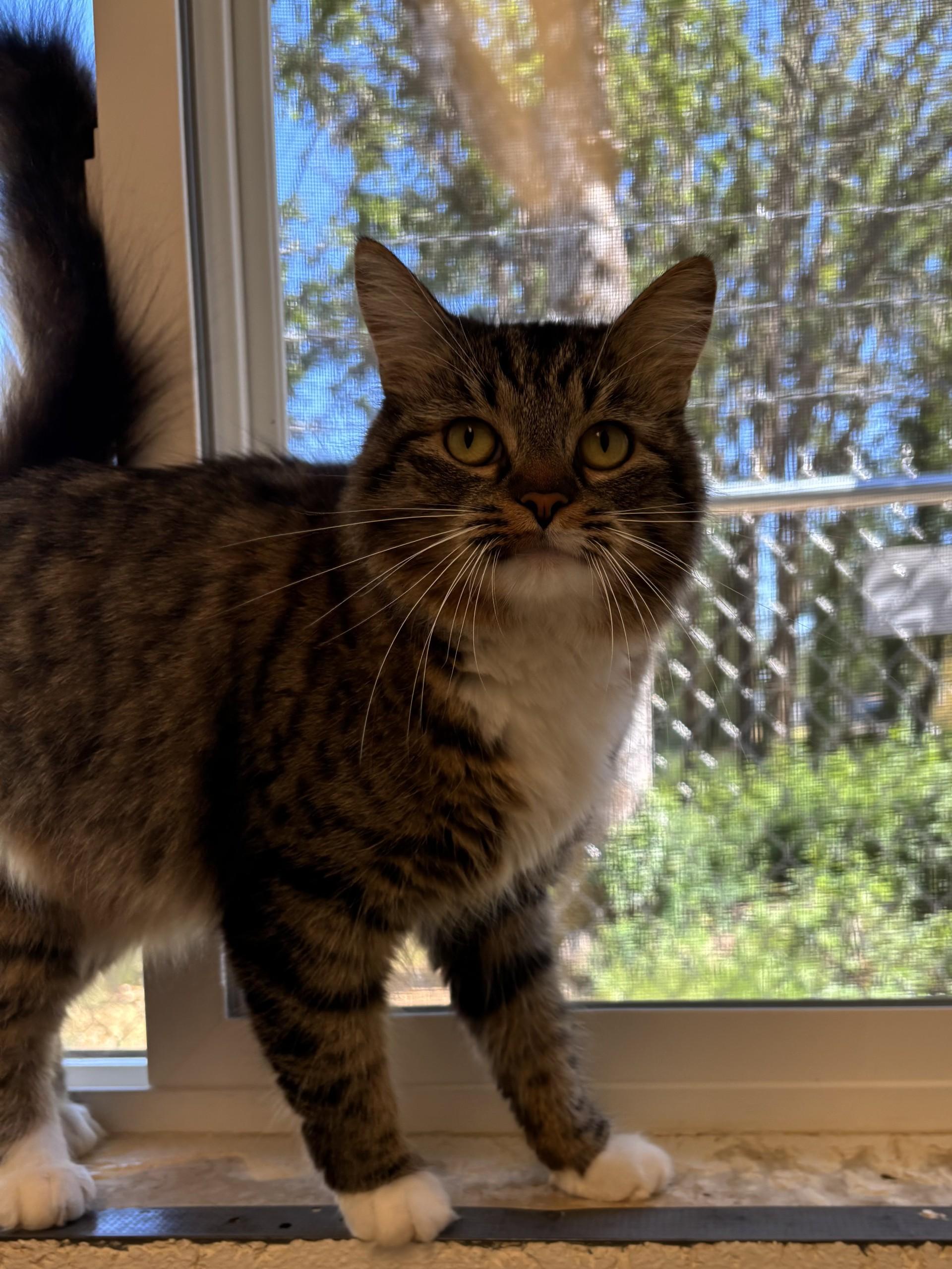 Enlarge Willow, an adopted Domestic Medium Hair in Grants Pass, OR image 2/3