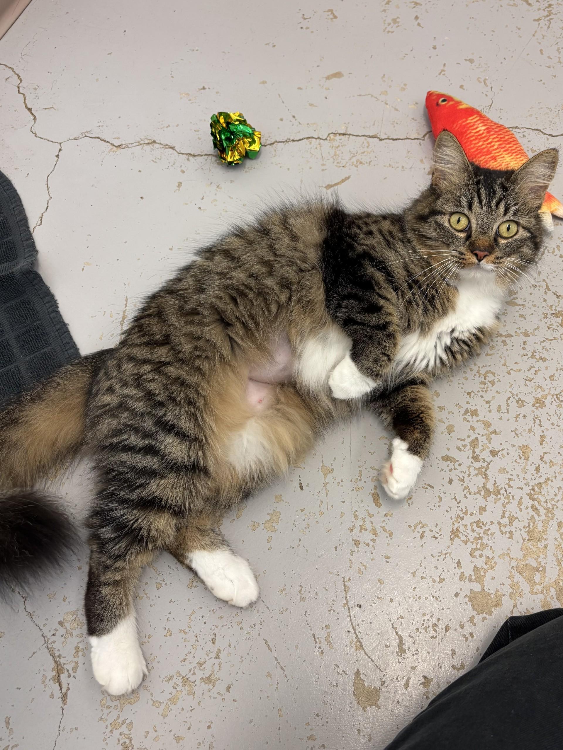 Willow, adopted, Young Female Domestic Medium Hair.