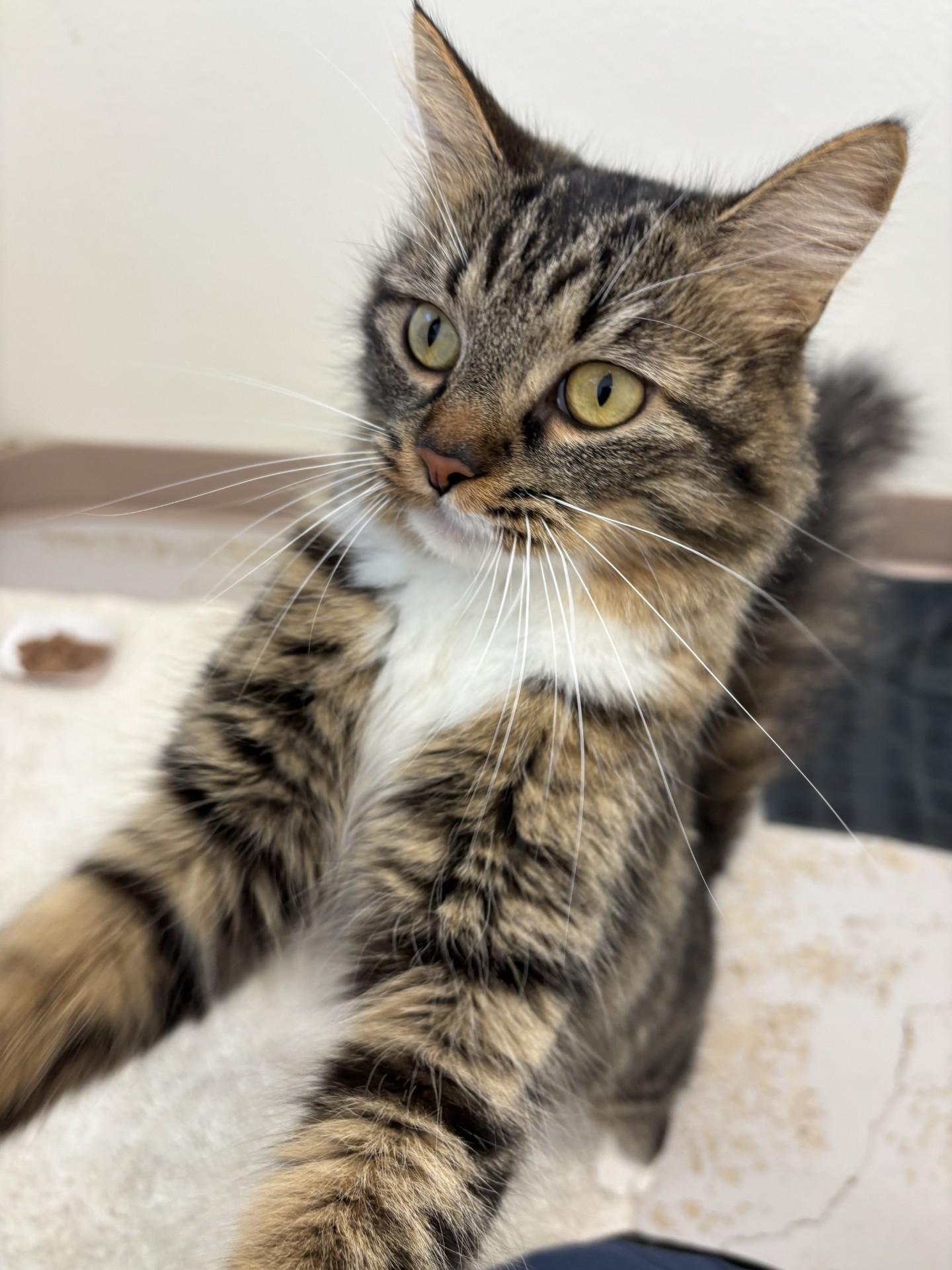 Enlarge Willow, an adopted Domestic Medium Hair in Grants Pass, OR image 3/3