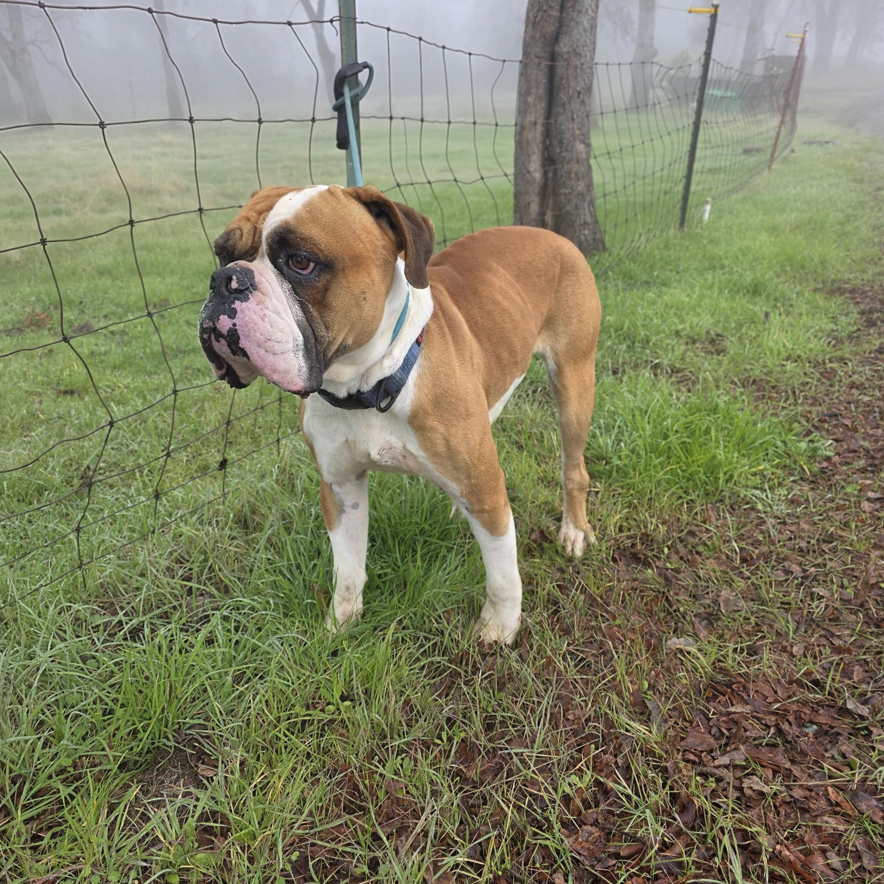 King, a ADOPTABLE mixed breed in San Juan Bautista, CA image 1/5
