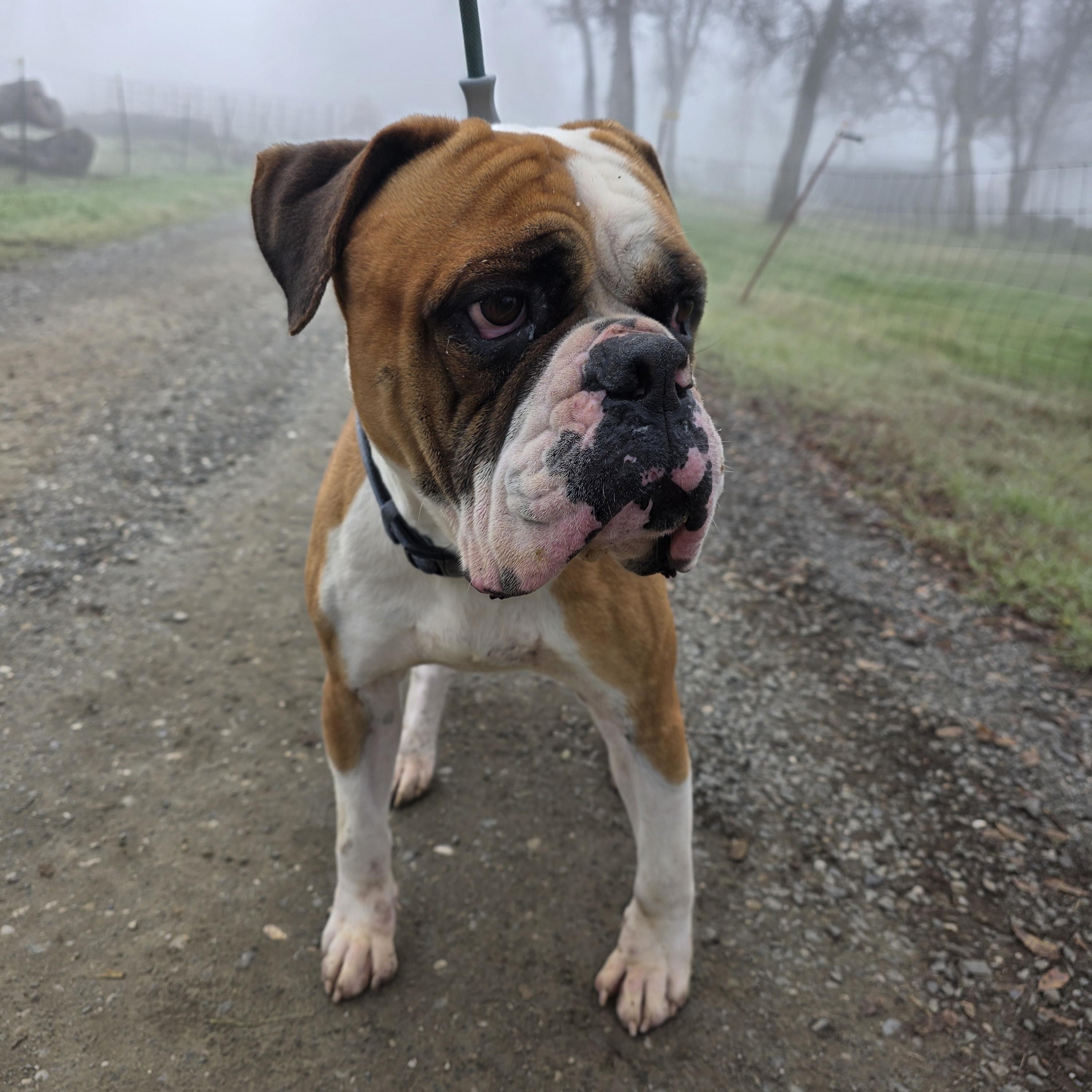 King, a ADOPTABLE mixed breed in San Juan Bautista, CA image 2/5