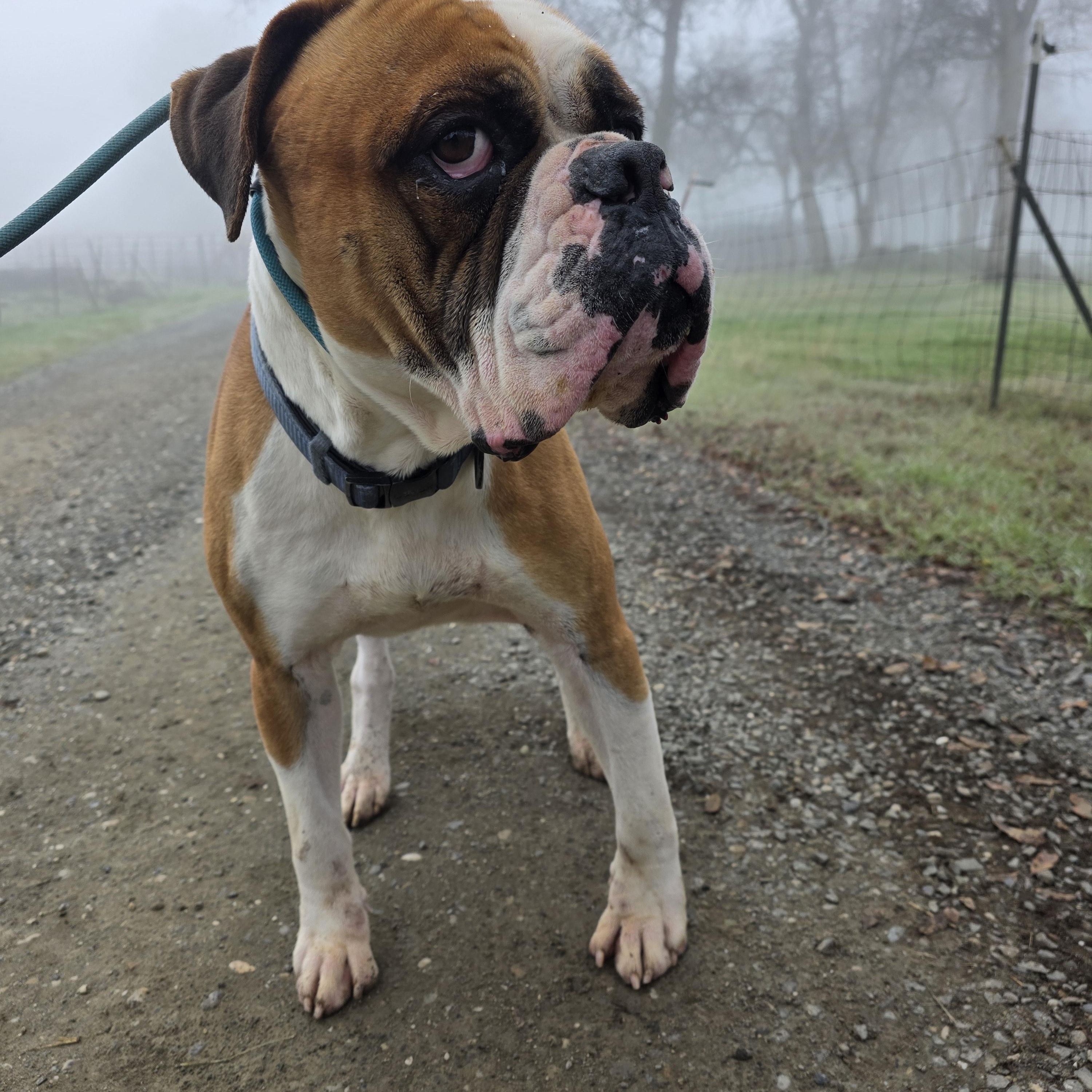 King, a ADOPTABLE mixed breed in San Juan Bautista, CA image 3/5