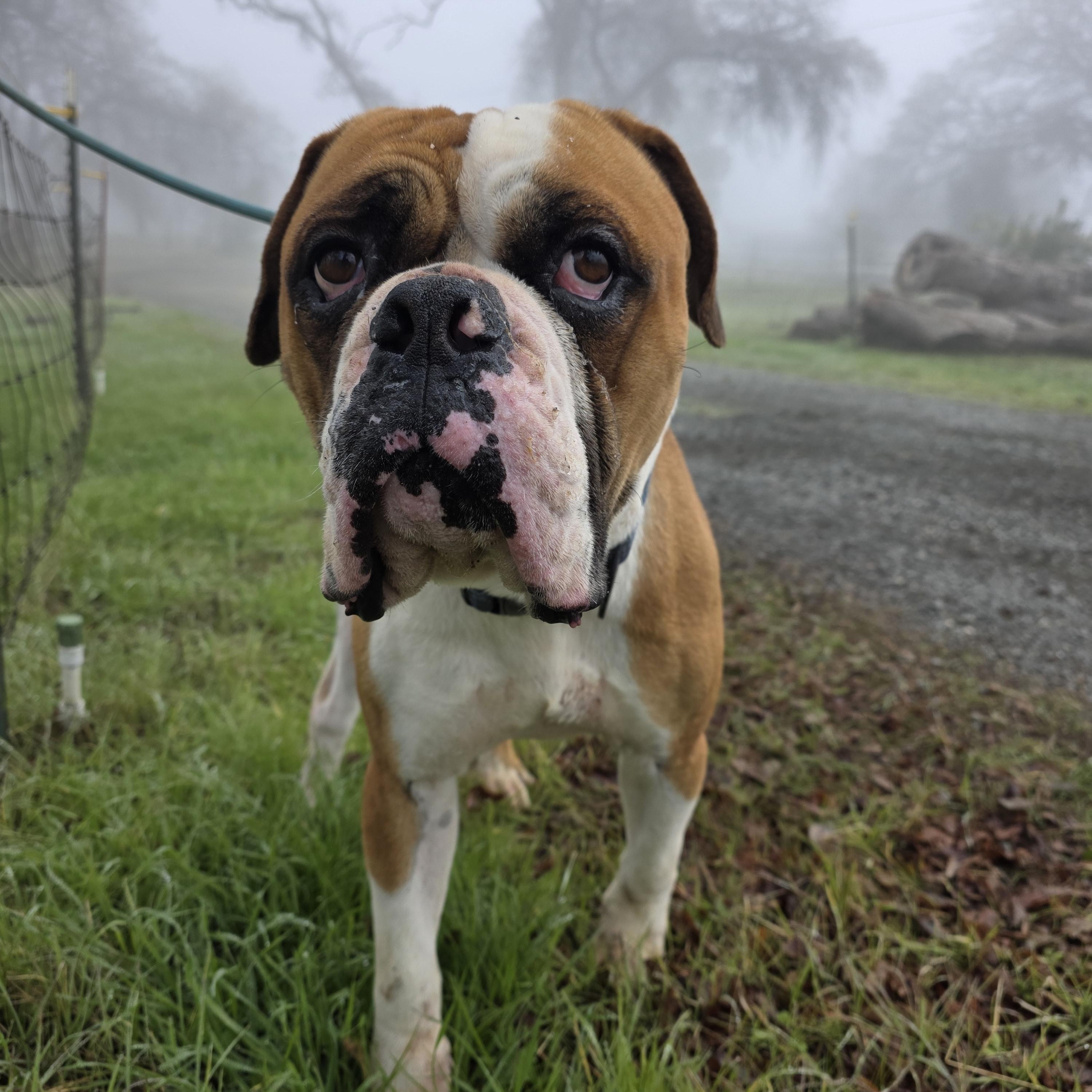 King, a ADOPTABLE mixed breed in San Juan Bautista, CA image 4/5