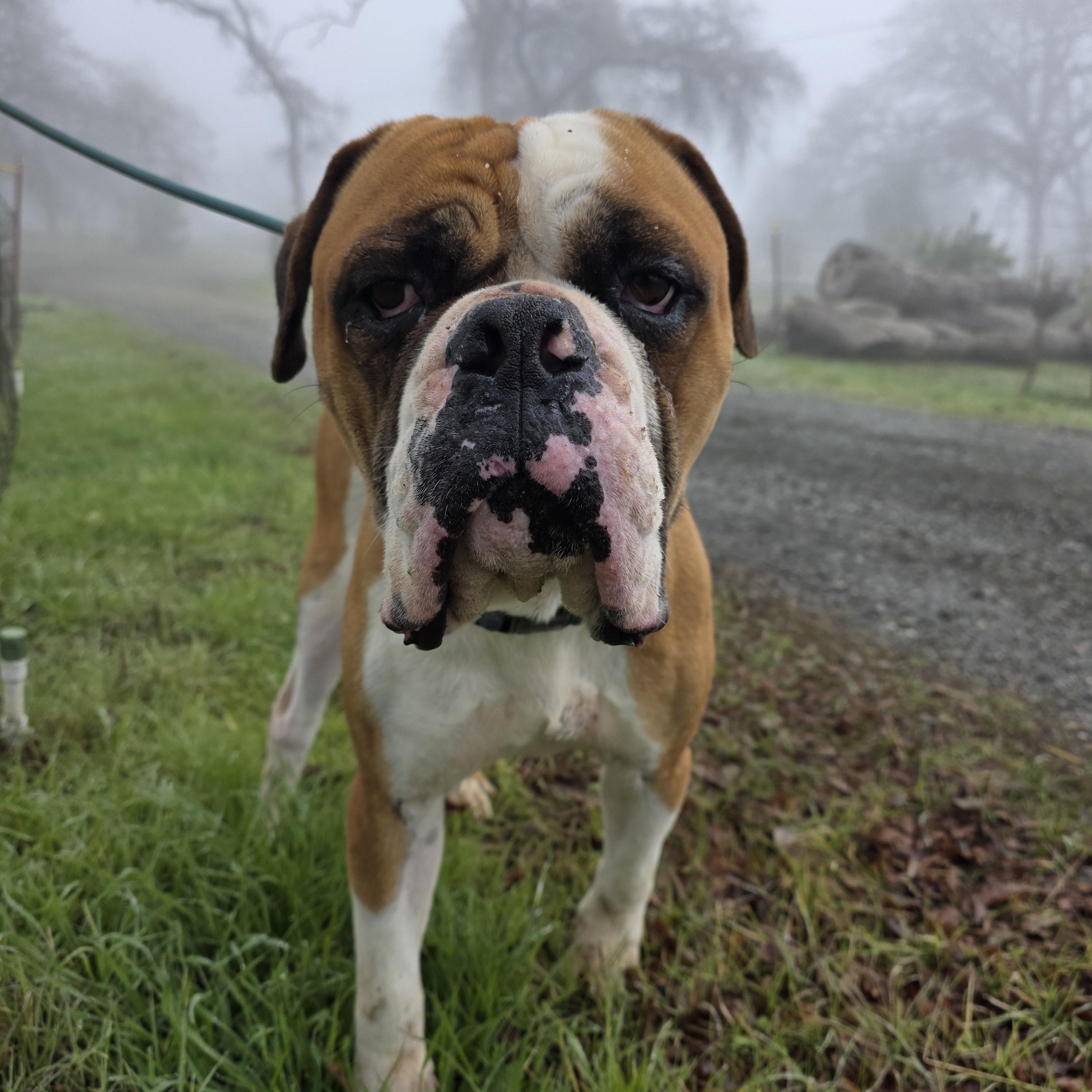 King, a ADOPTABLE mixed breed in San Juan Bautista, CA image 5/5