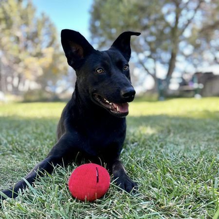 Tommie, an adoptable Carolina Dog in Durango, CO, 81301 | Photo Image 1