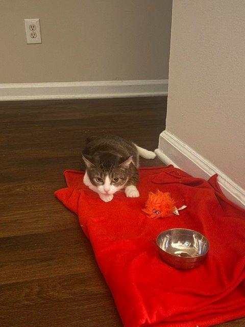 Enlarge Tres, a Adoptable Domestic Short Hair in Raleigh, NC image 1/5