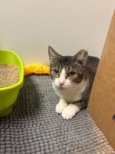 Enlarge Tres, a Adoptable Domestic Short Hair in Raleigh, NC image 2/5
