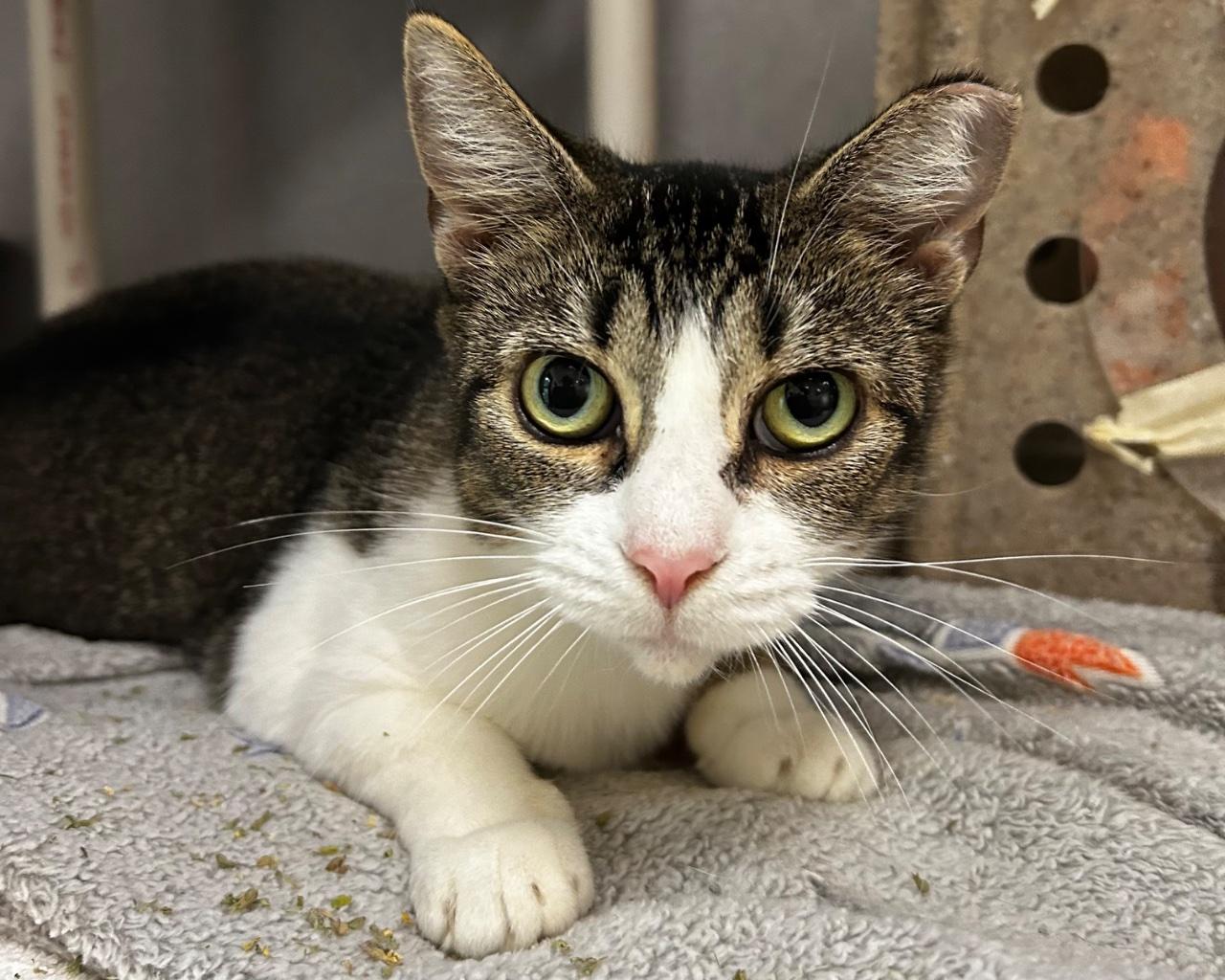 Enlarge Tres, a Adoptable Domestic Short Hair in Raleigh, NC image 3/5