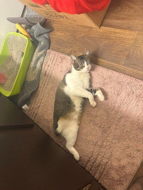 Enlarge Tres, a Adoptable Domestic Short Hair in Raleigh, NC image 4/5