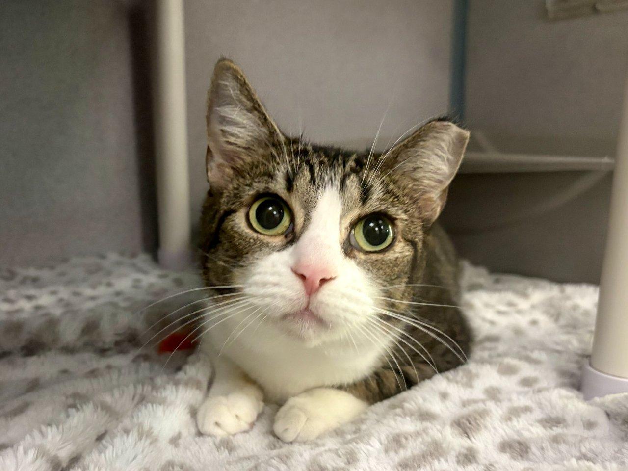 Enlarge Tres, a Adoptable Domestic Short Hair in Raleigh, NC image 5/5