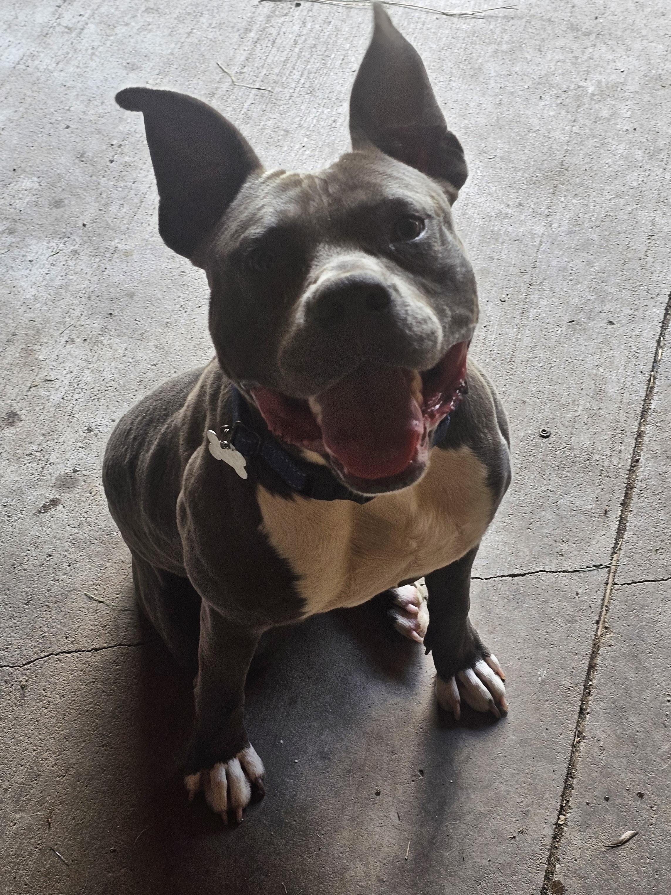 OBIE