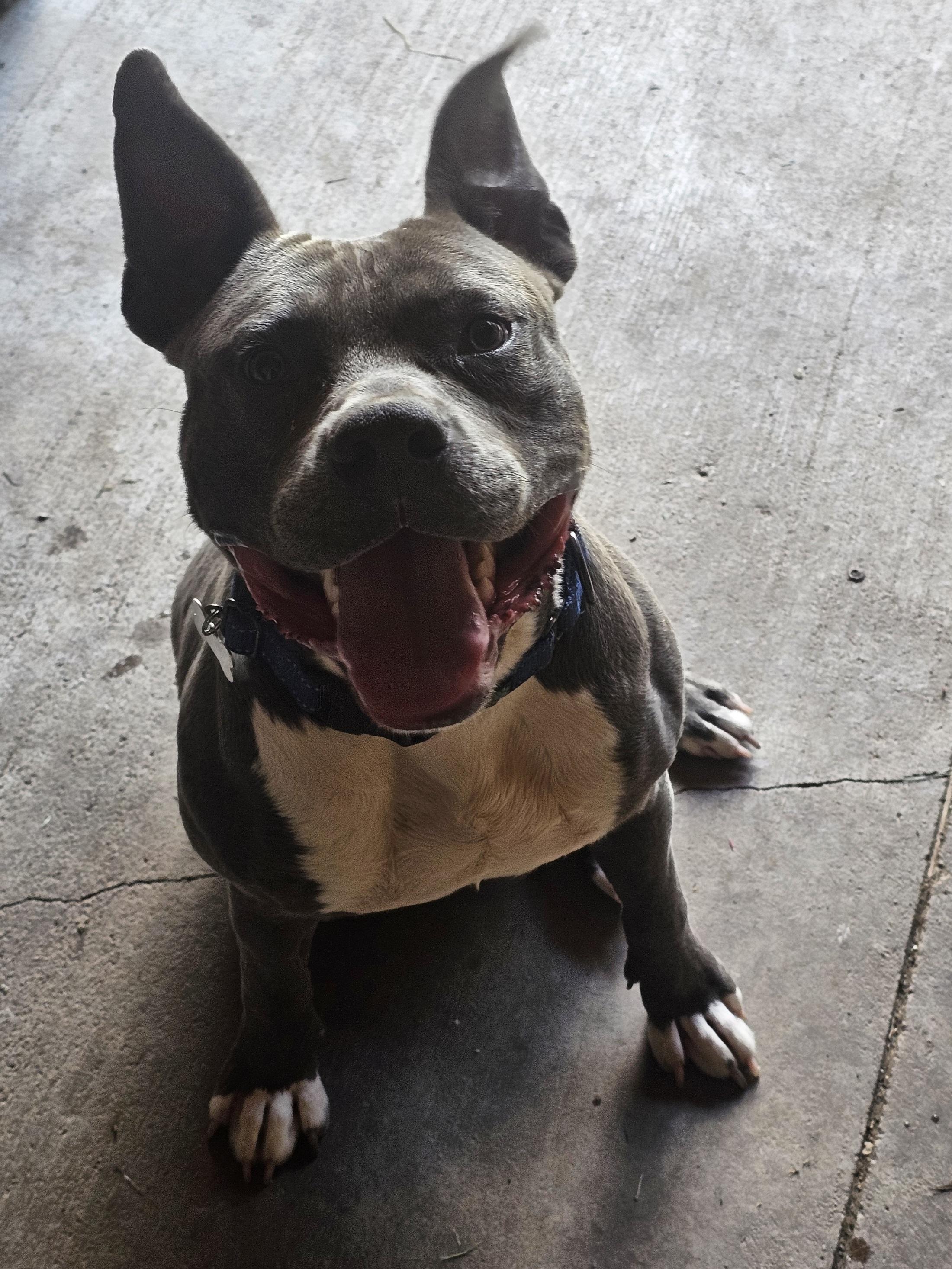OBIE