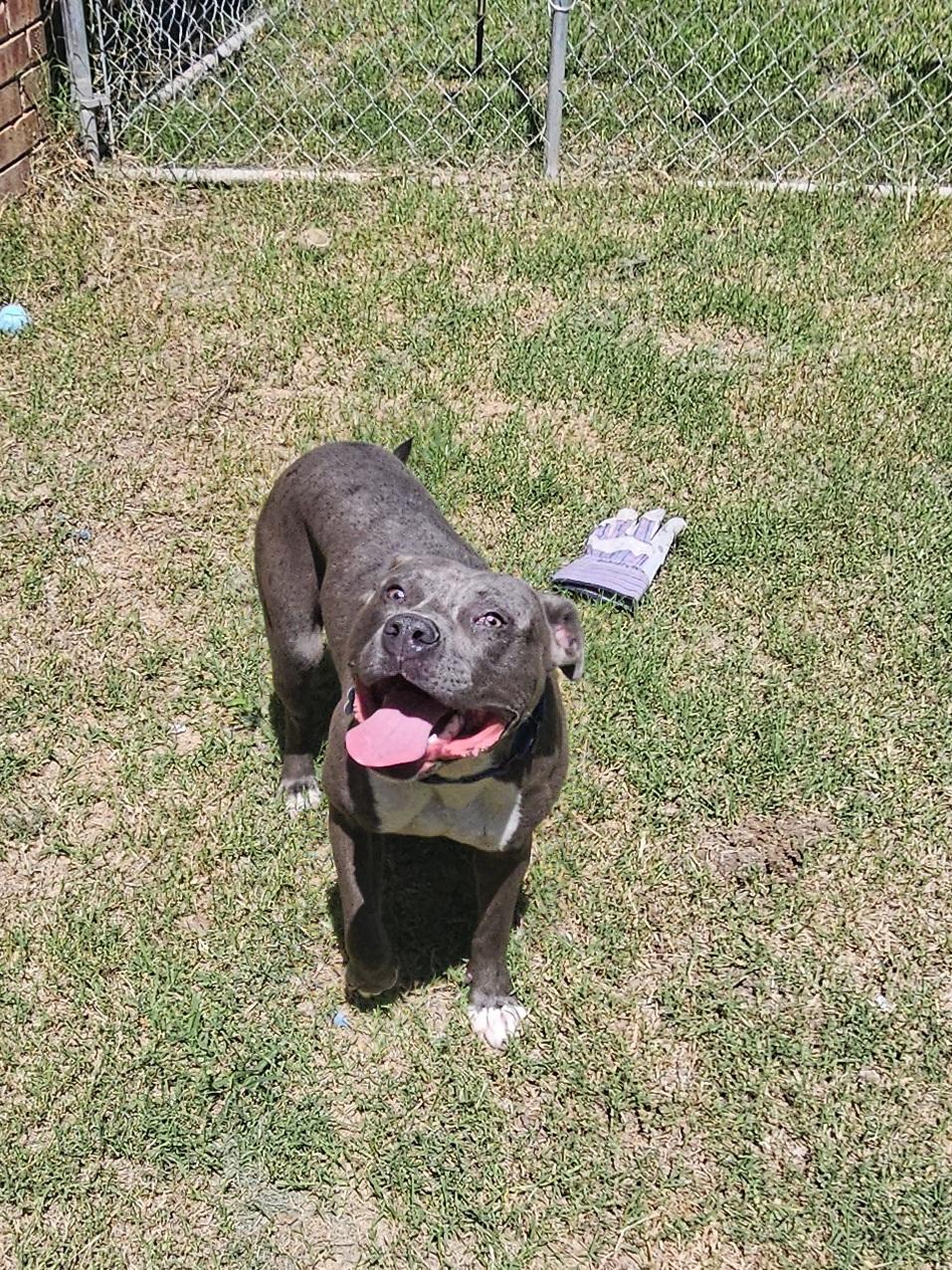 OBIE