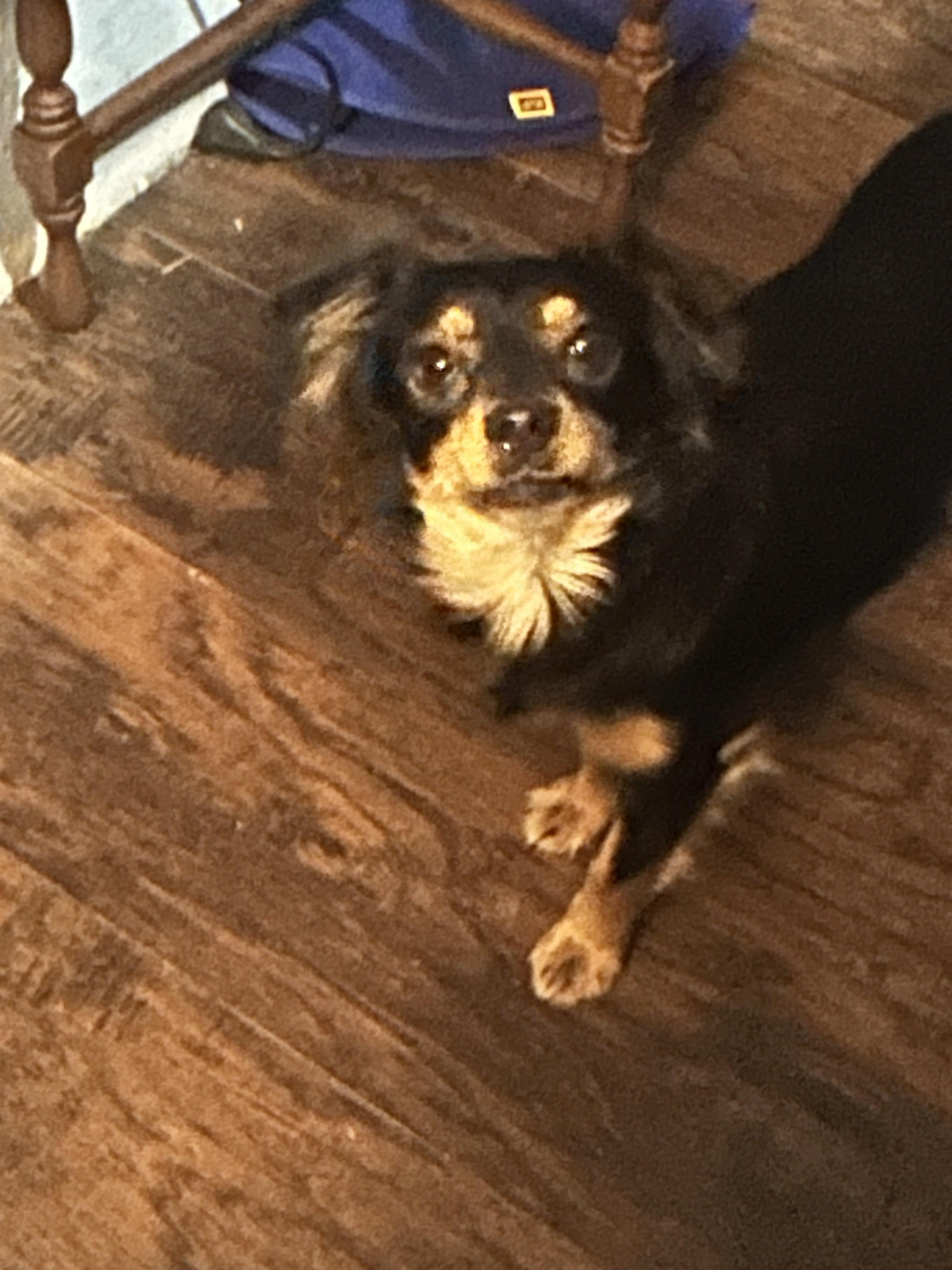 Enlarge Nellie, a ADOPTABLE mixed breed in McMinnville, OR image 1/3