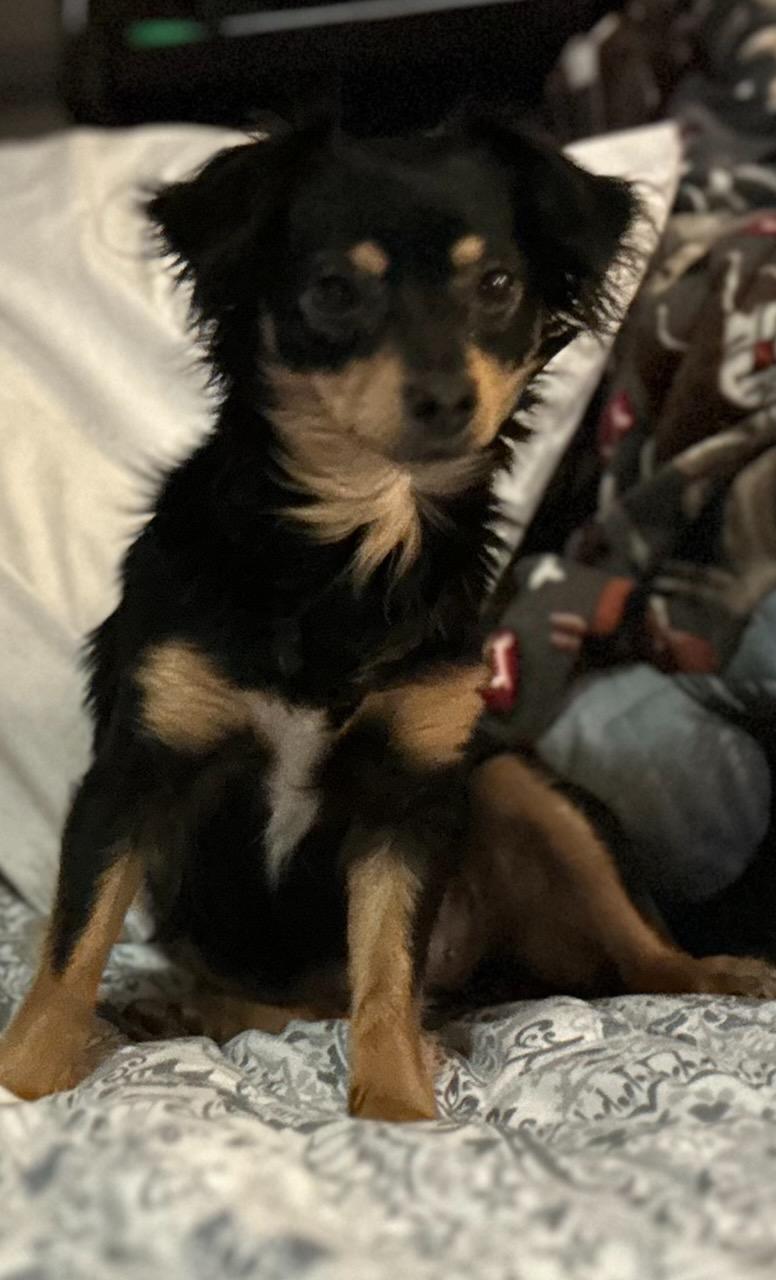 Enlarge Nellie, a ADOPTABLE mixed breed in McMinnville, OR image 3/3