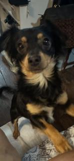 Enlarge Nellie, a ADOPTABLE mixed breed in McMinnville, OR image 2/3