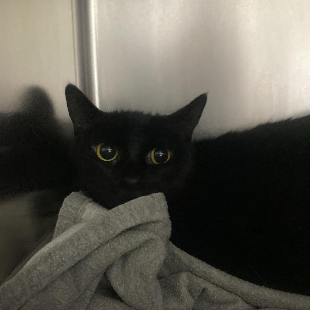 Enlarge April, a Adoptable Domestic Short Hair in Canastota, NY image 1/3